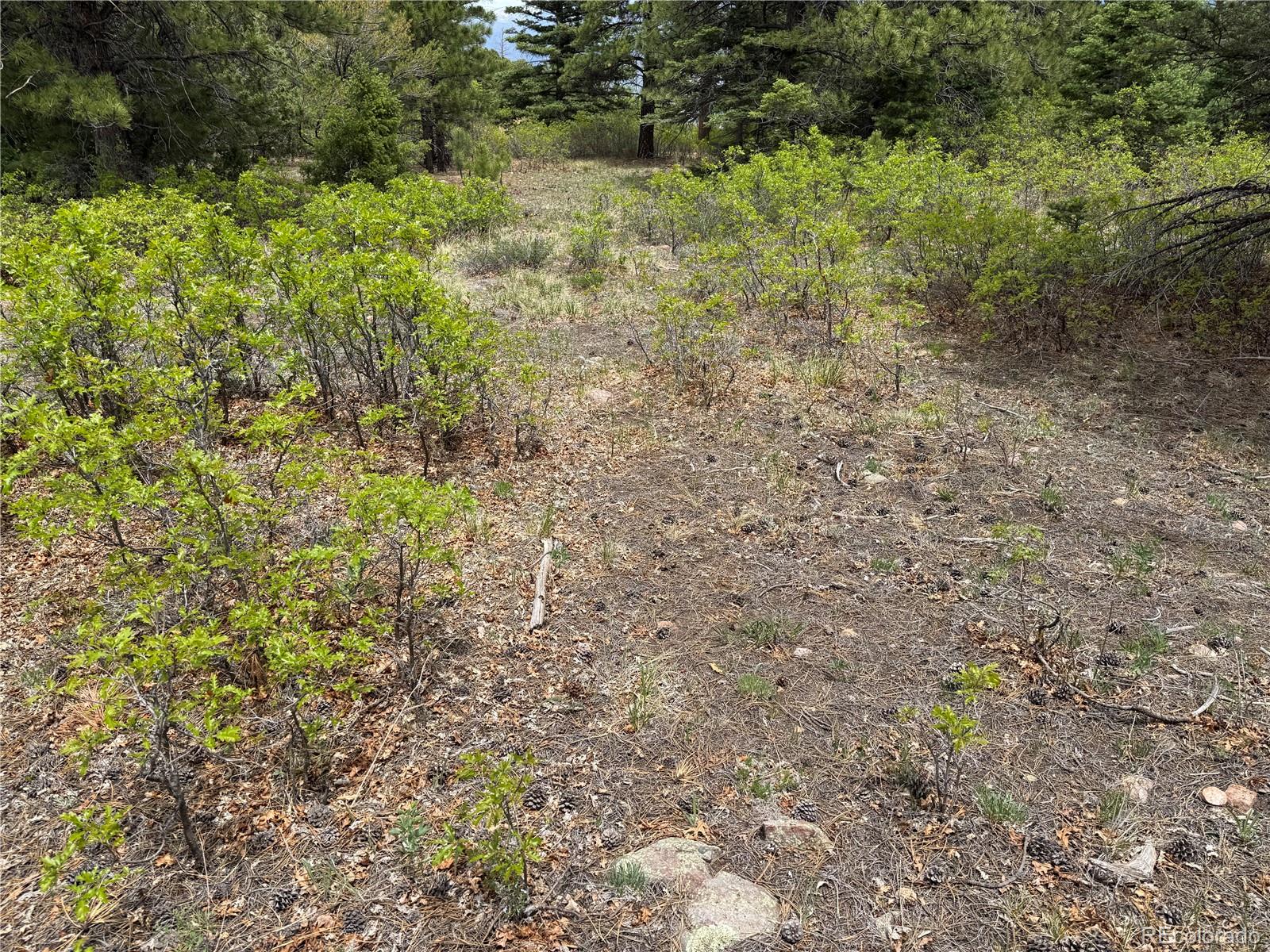 Knotty Pine Road