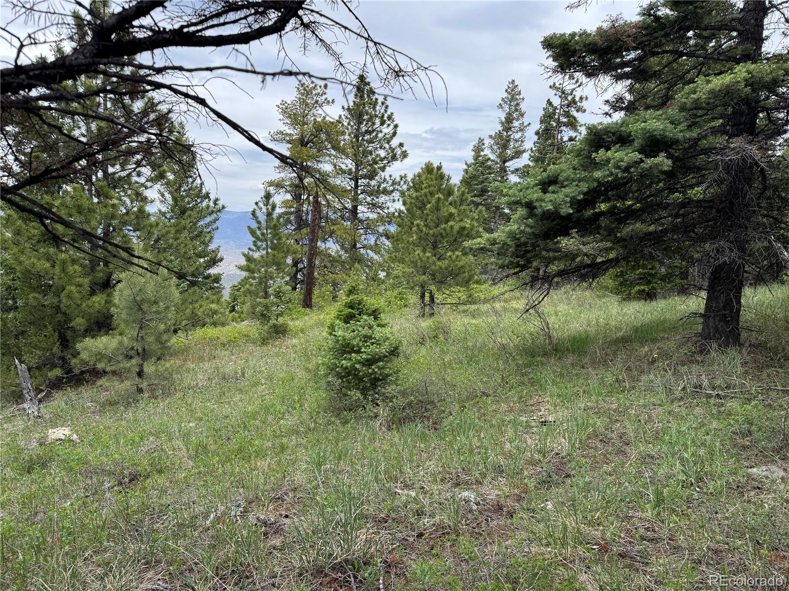 Knotty Pine Road