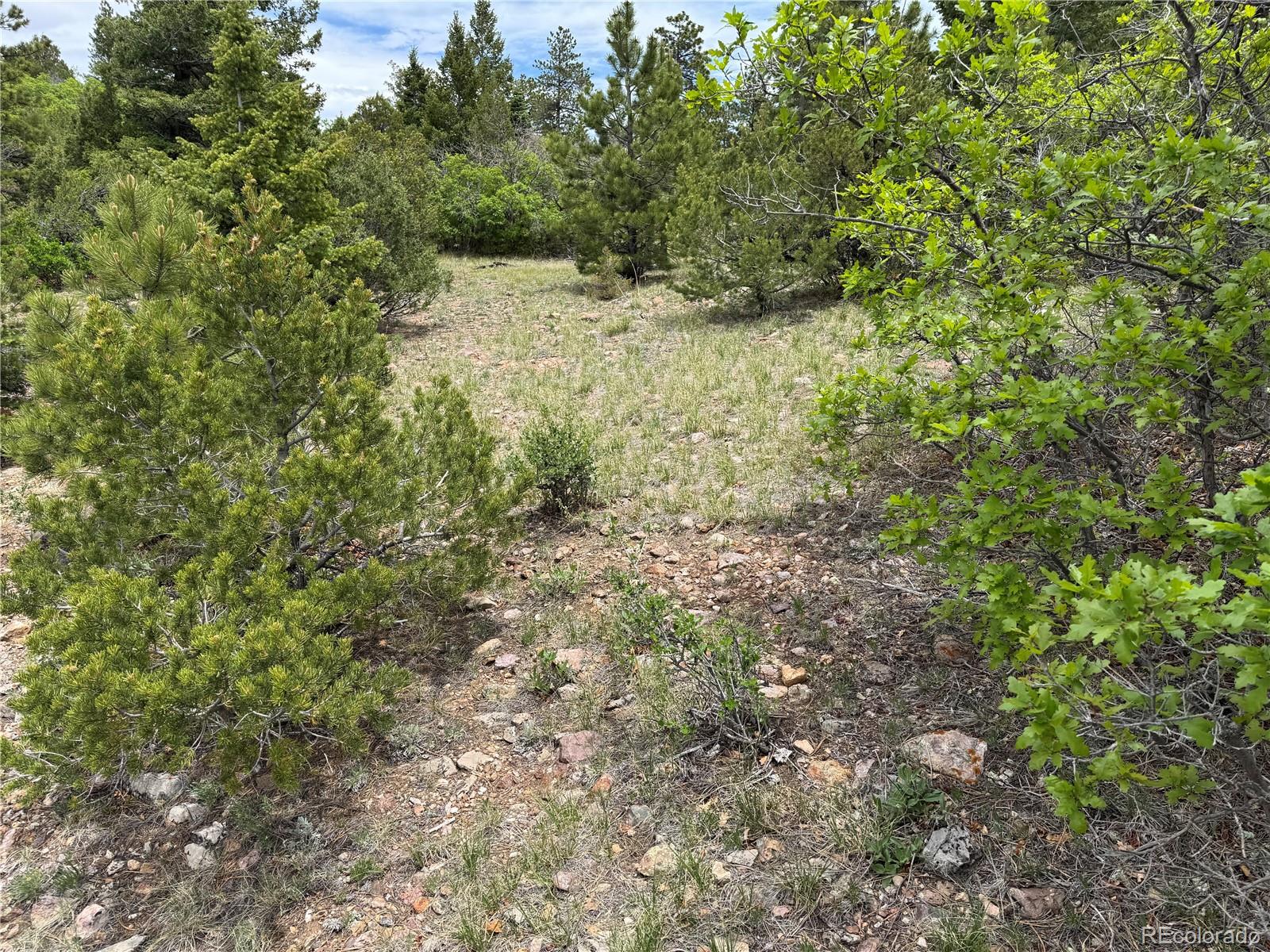 Knotty Pine Road