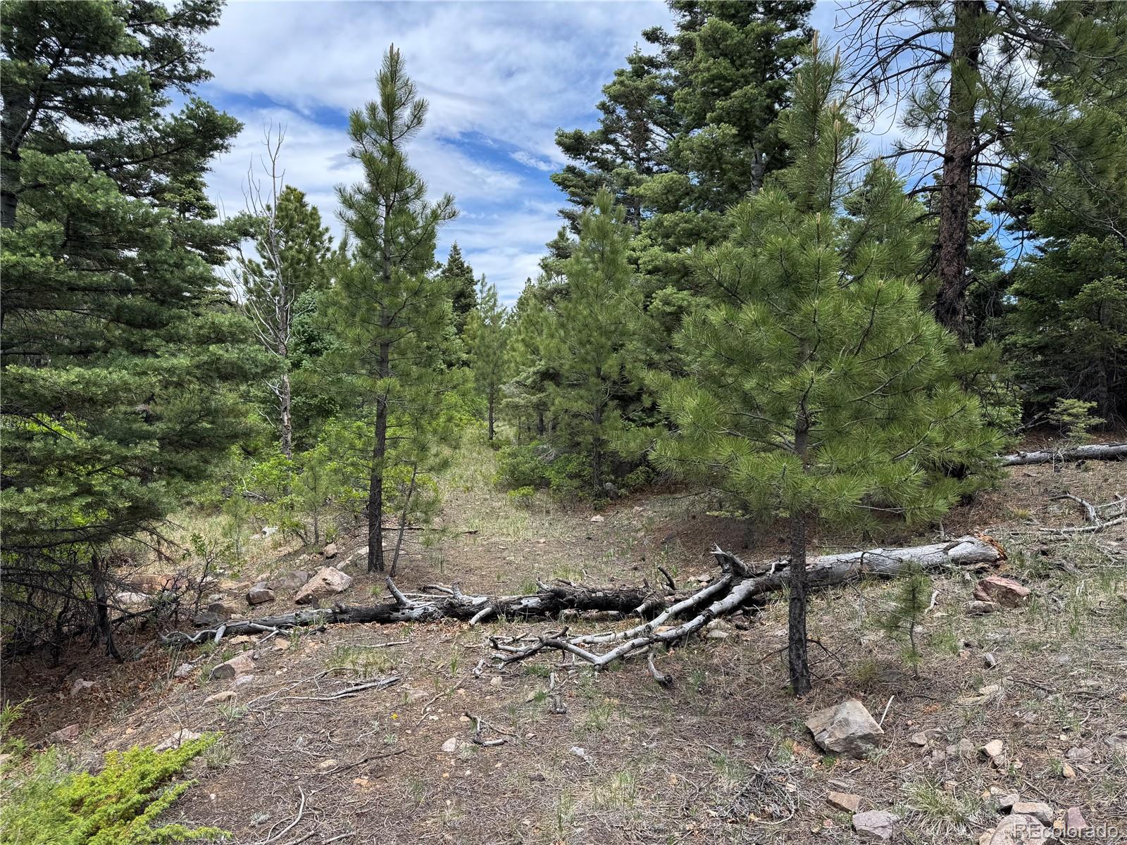 Knotty Pine Road
