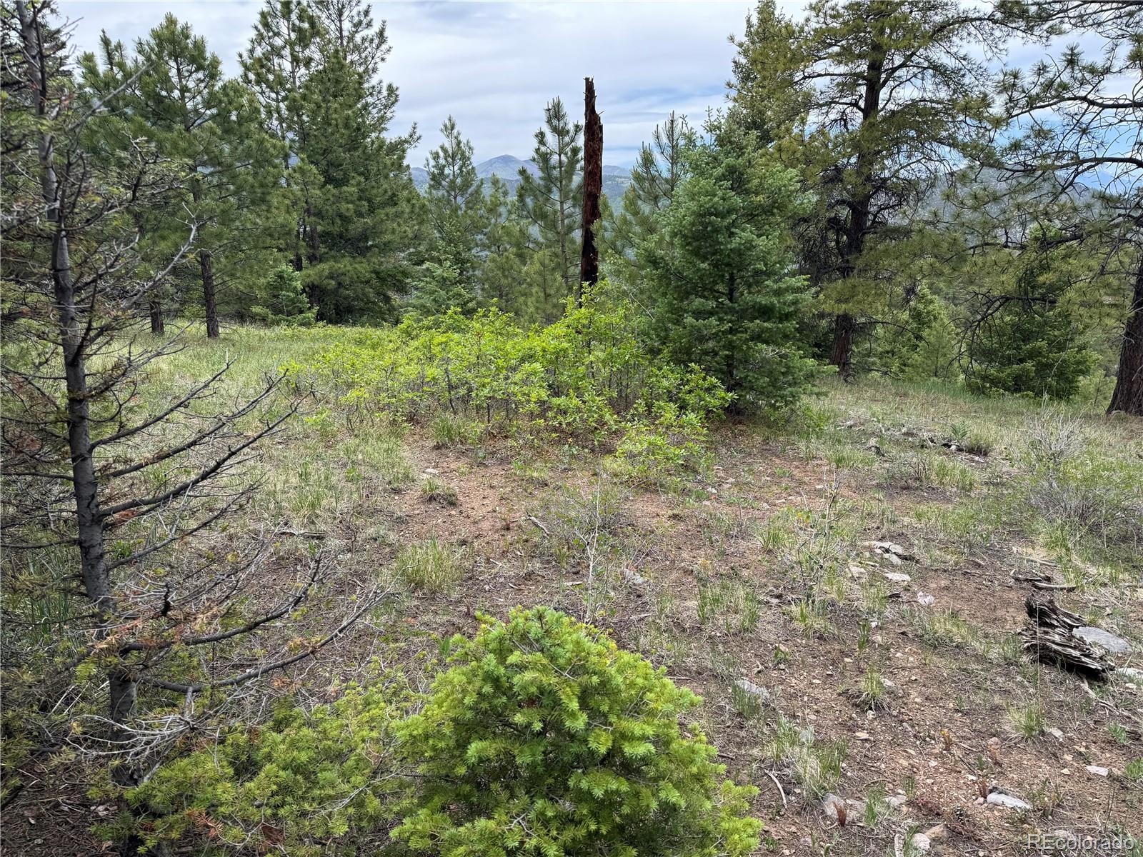 Knotty Pine Road