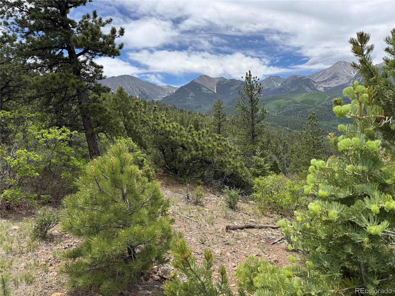 Knotty Pine Road