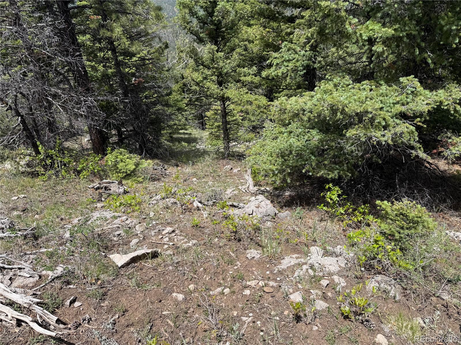 Knotty Pine Road