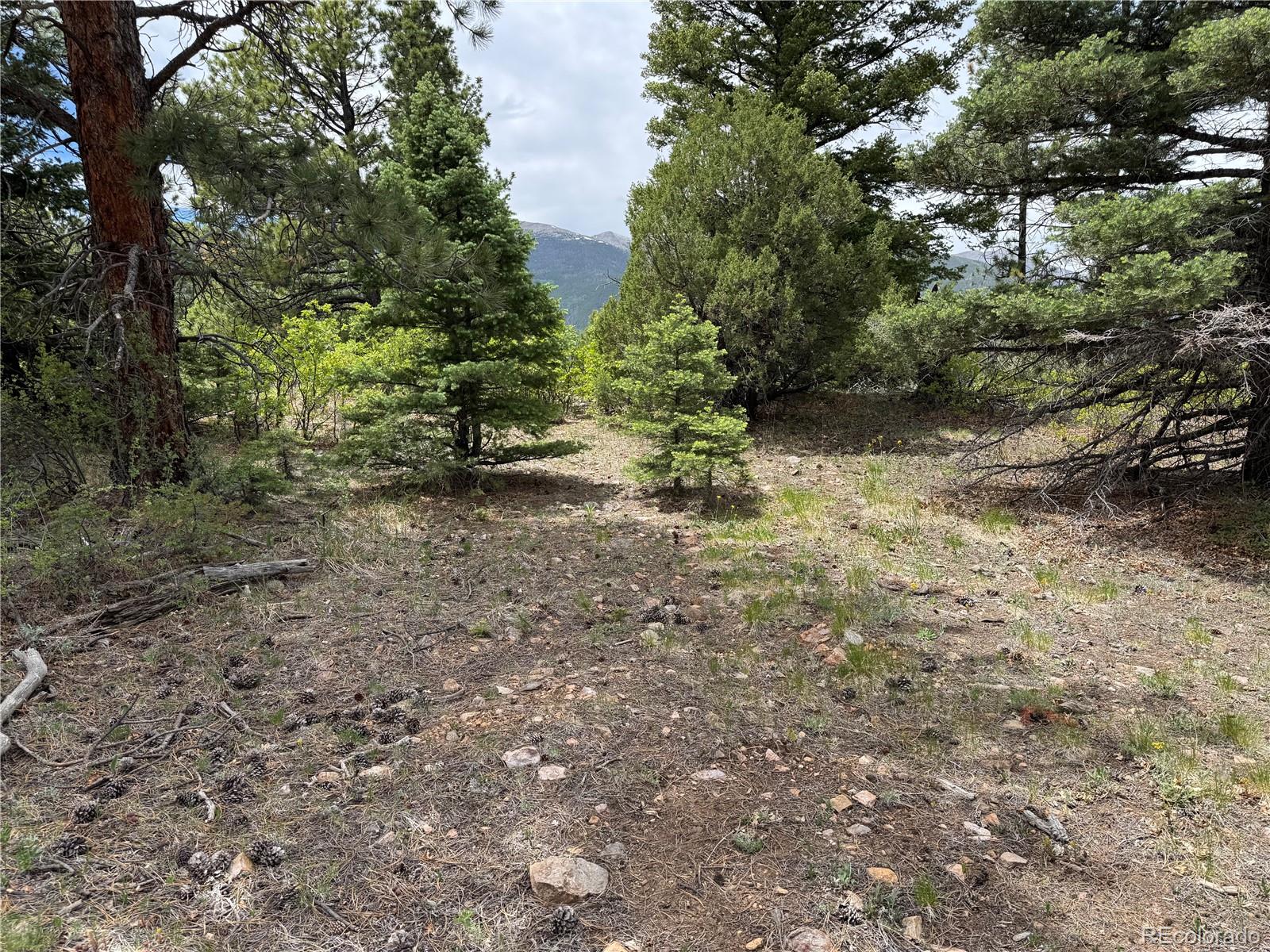 Knotty Pine Road