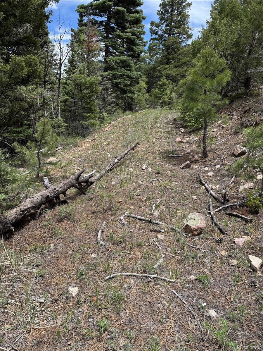 Knotty Pine Road