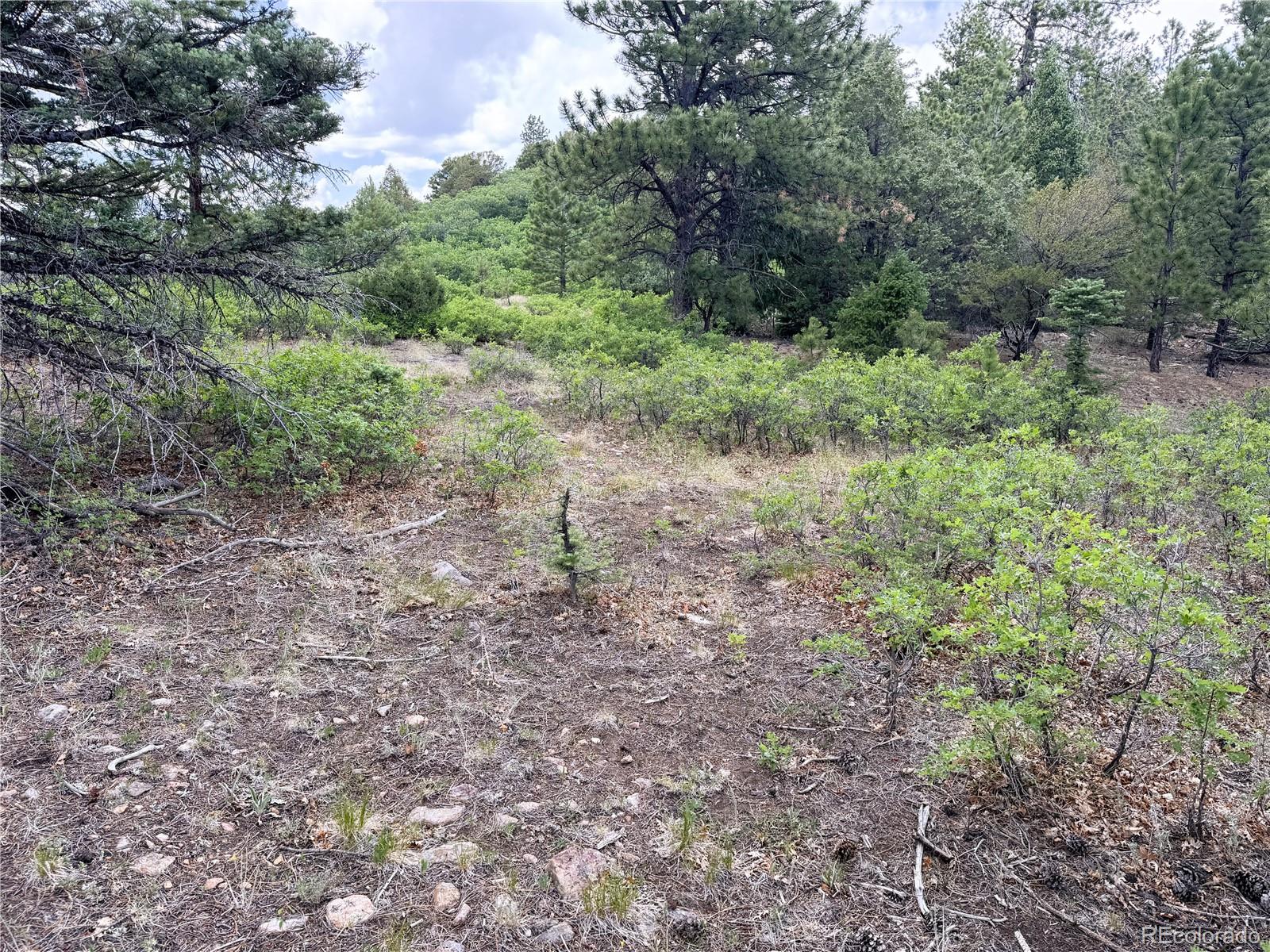 Lot 54 Knotty Pine Road