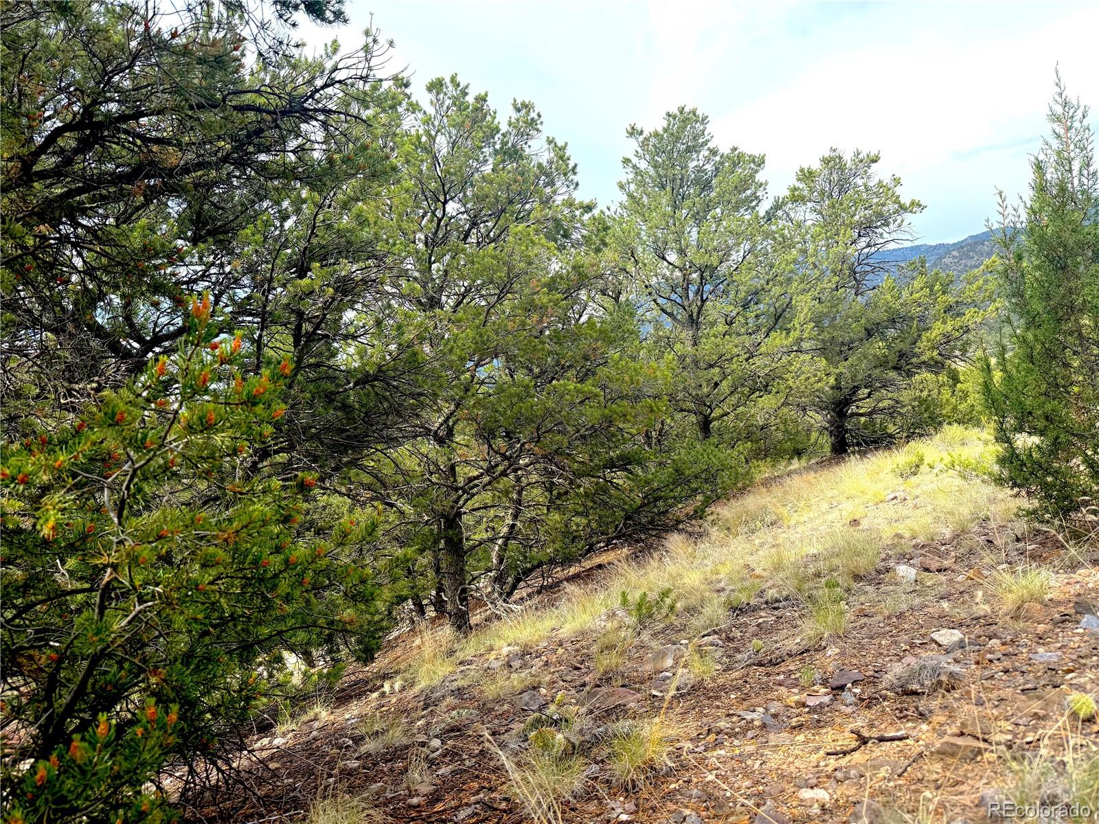 12590 US Highway 50