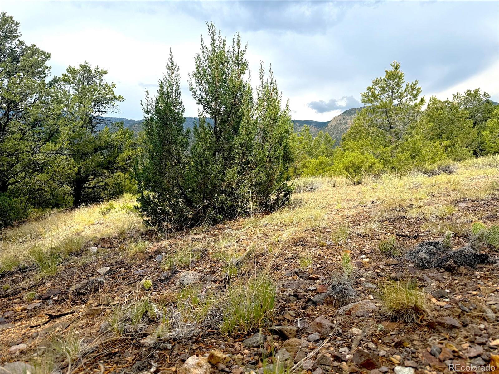 12590 US Highway 50