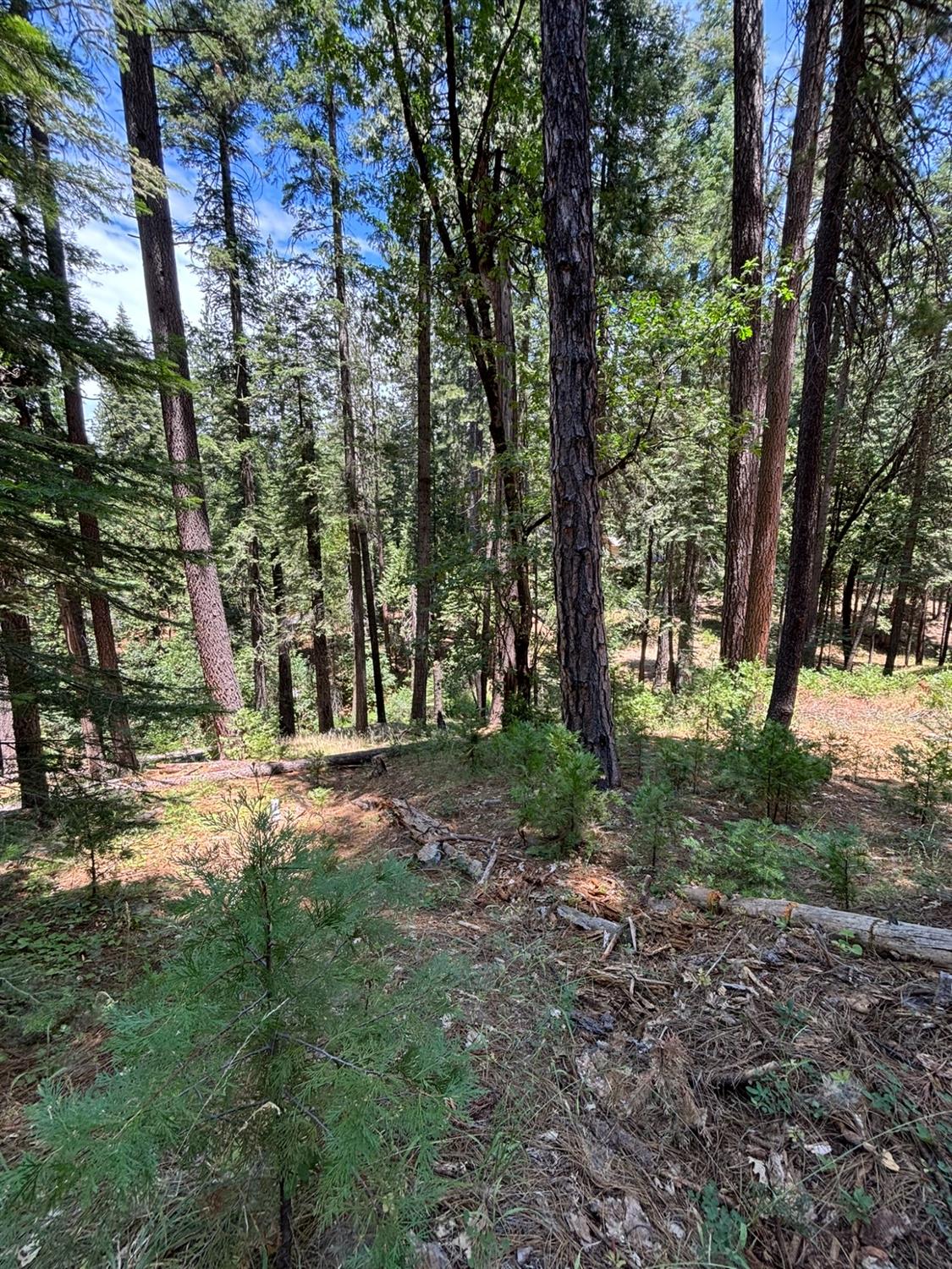 2438 Innsbruk Drive