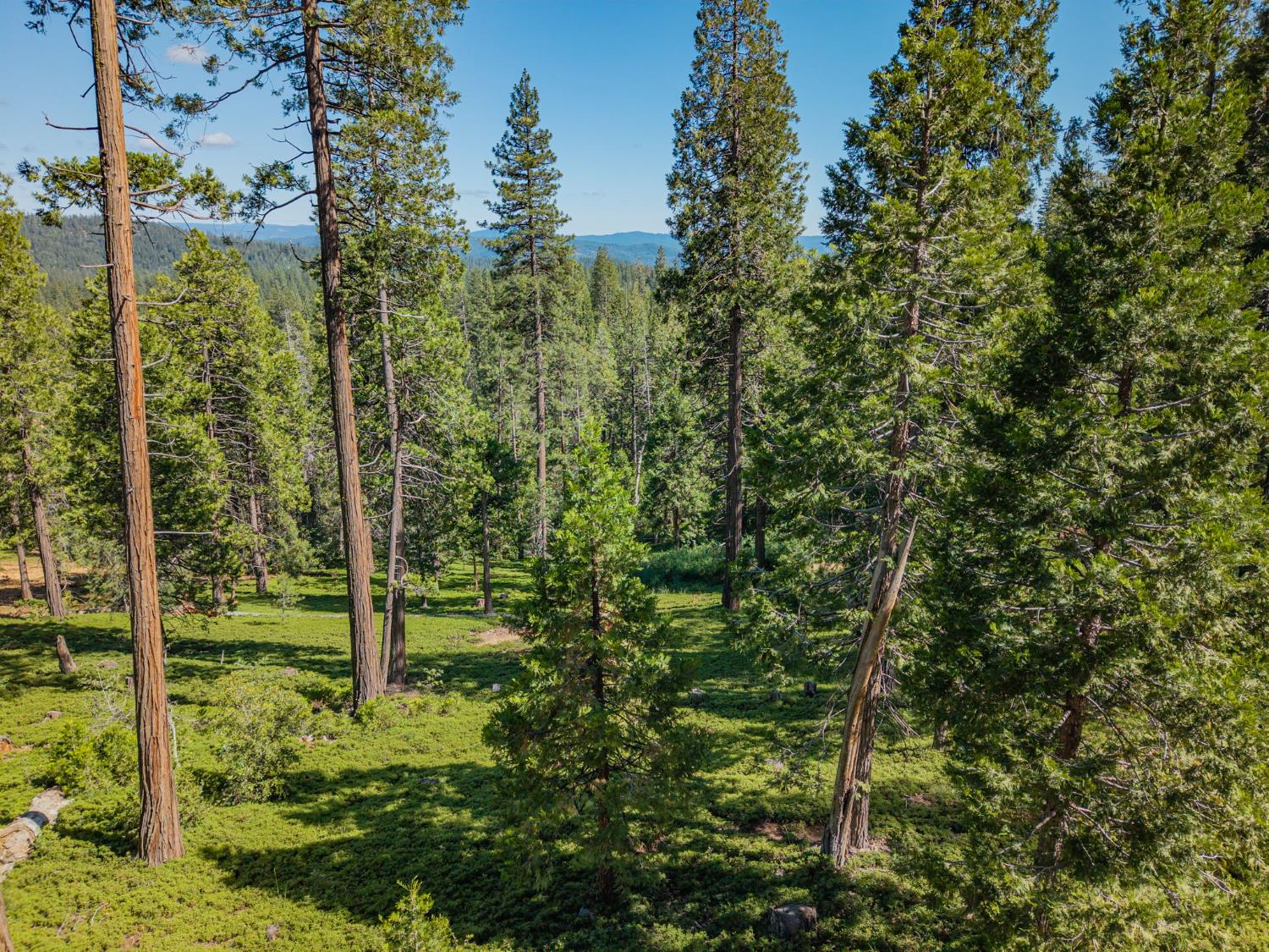3076 Forest Lane