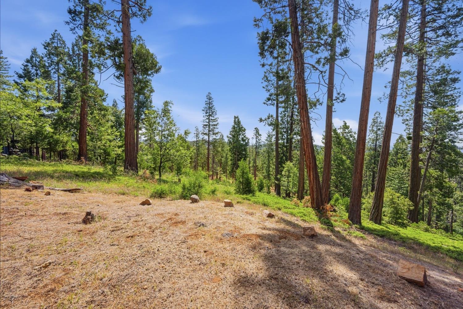 3076 Forest Lane