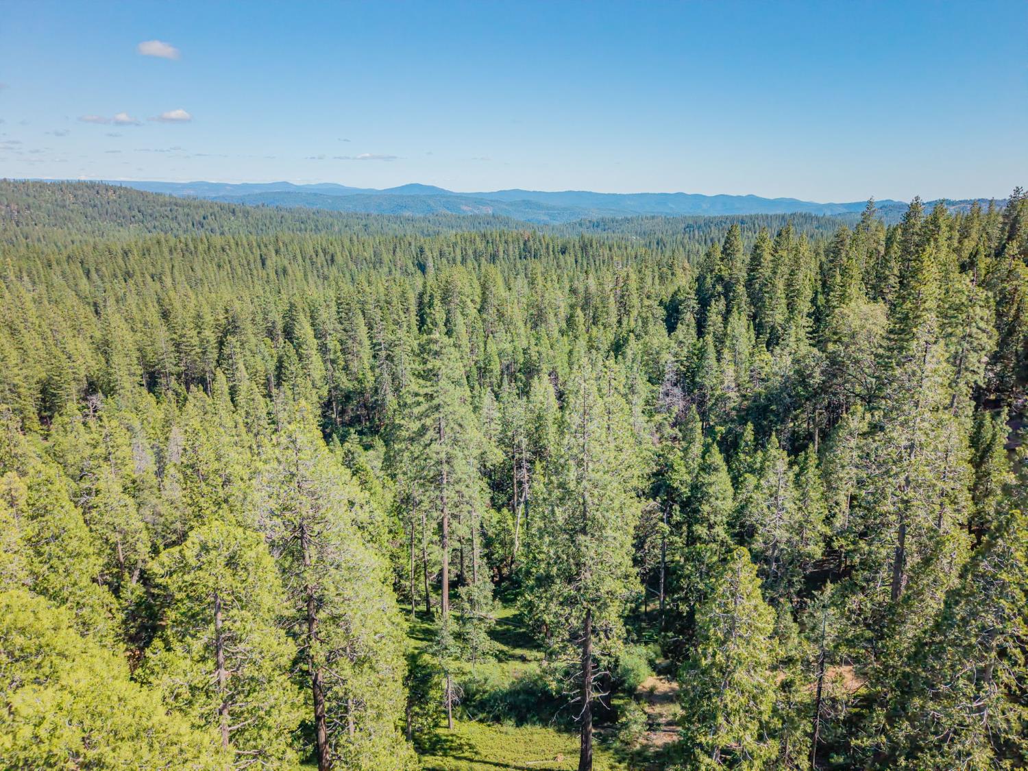3076 Forest Lane