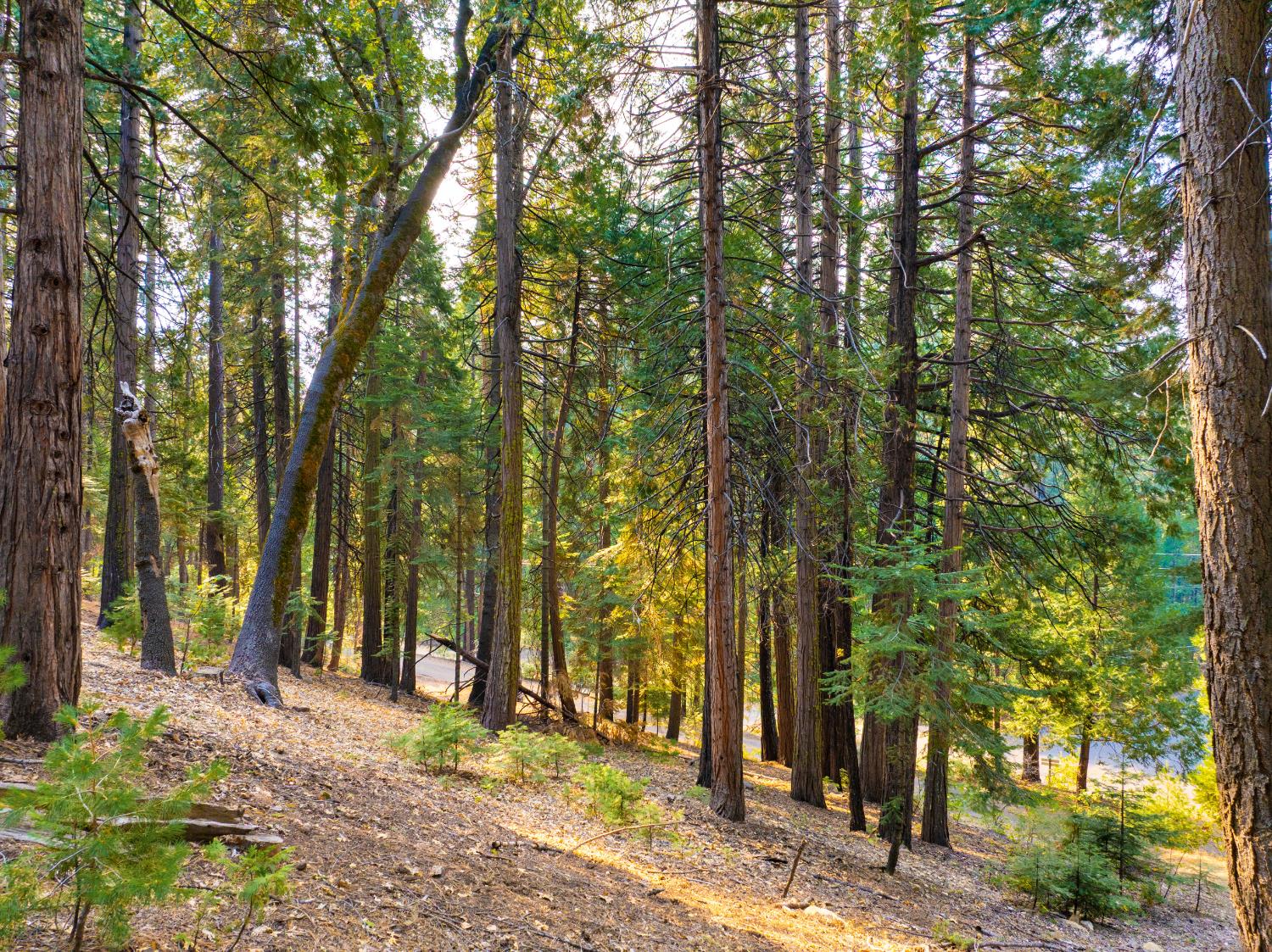 2875 Shoshone Drive