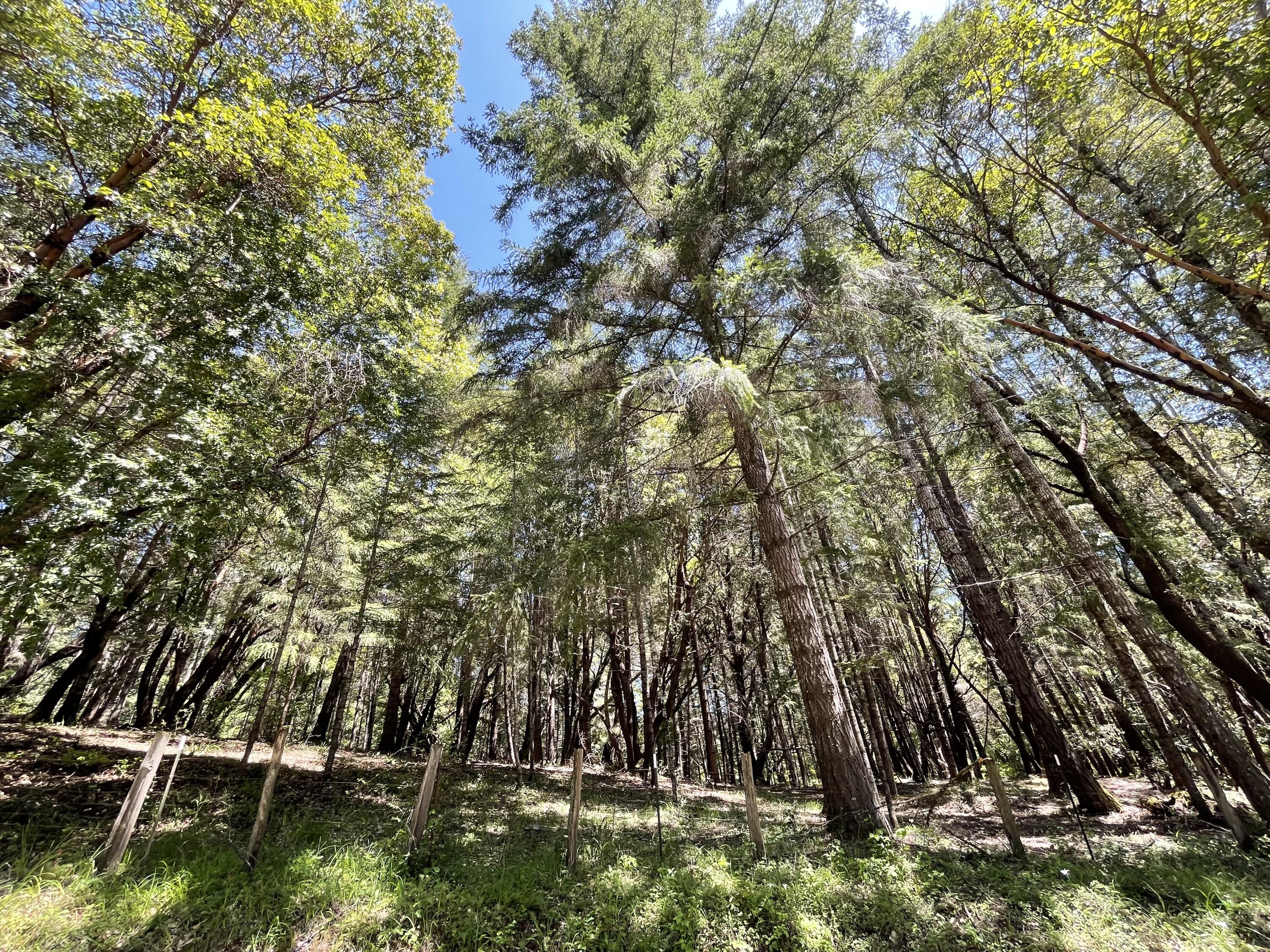 435 Cathey Ranch Road