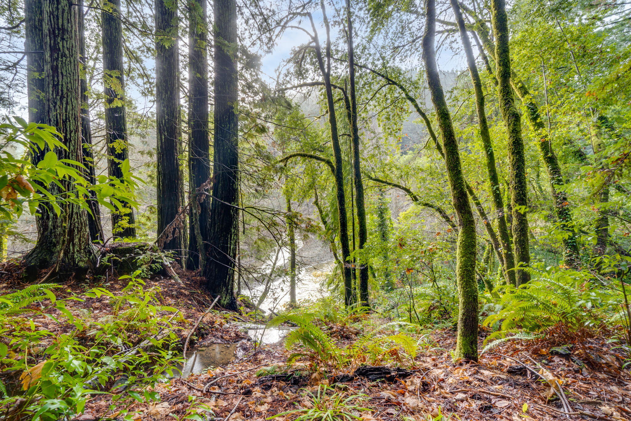 4552 Salmon Creek Road