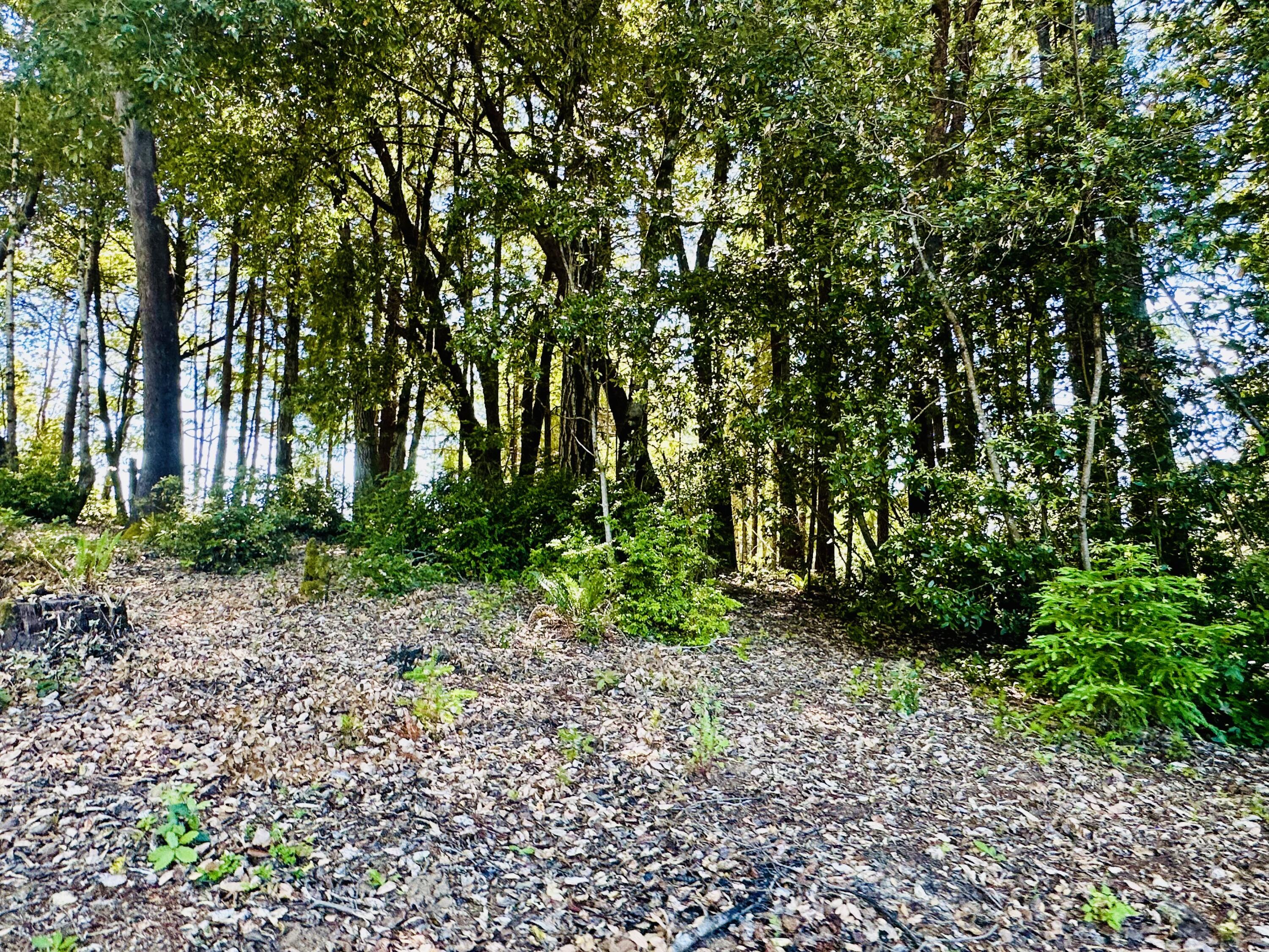 10667 Dyerville Loop Road