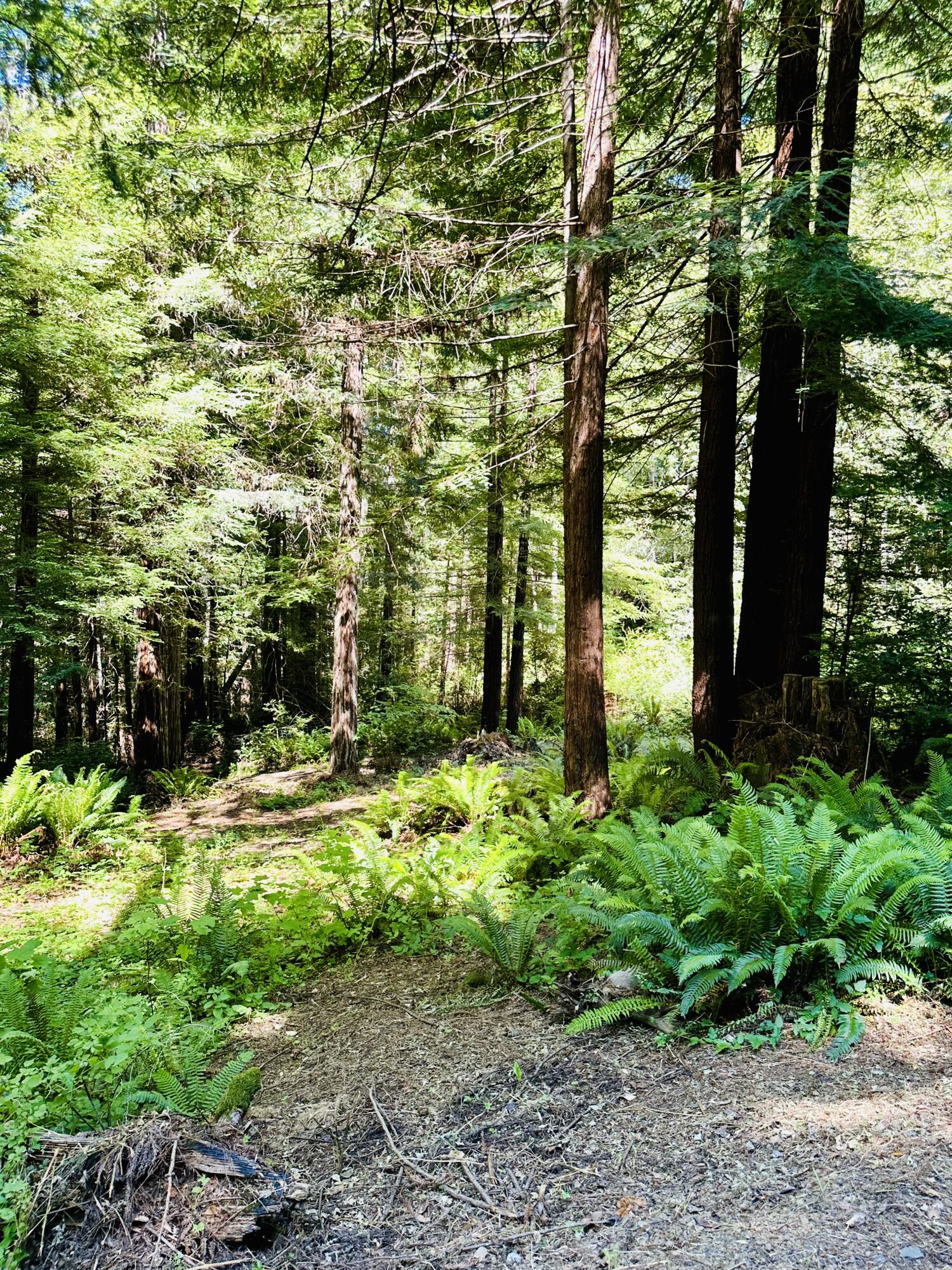 10667 Dyerville Loop Road
