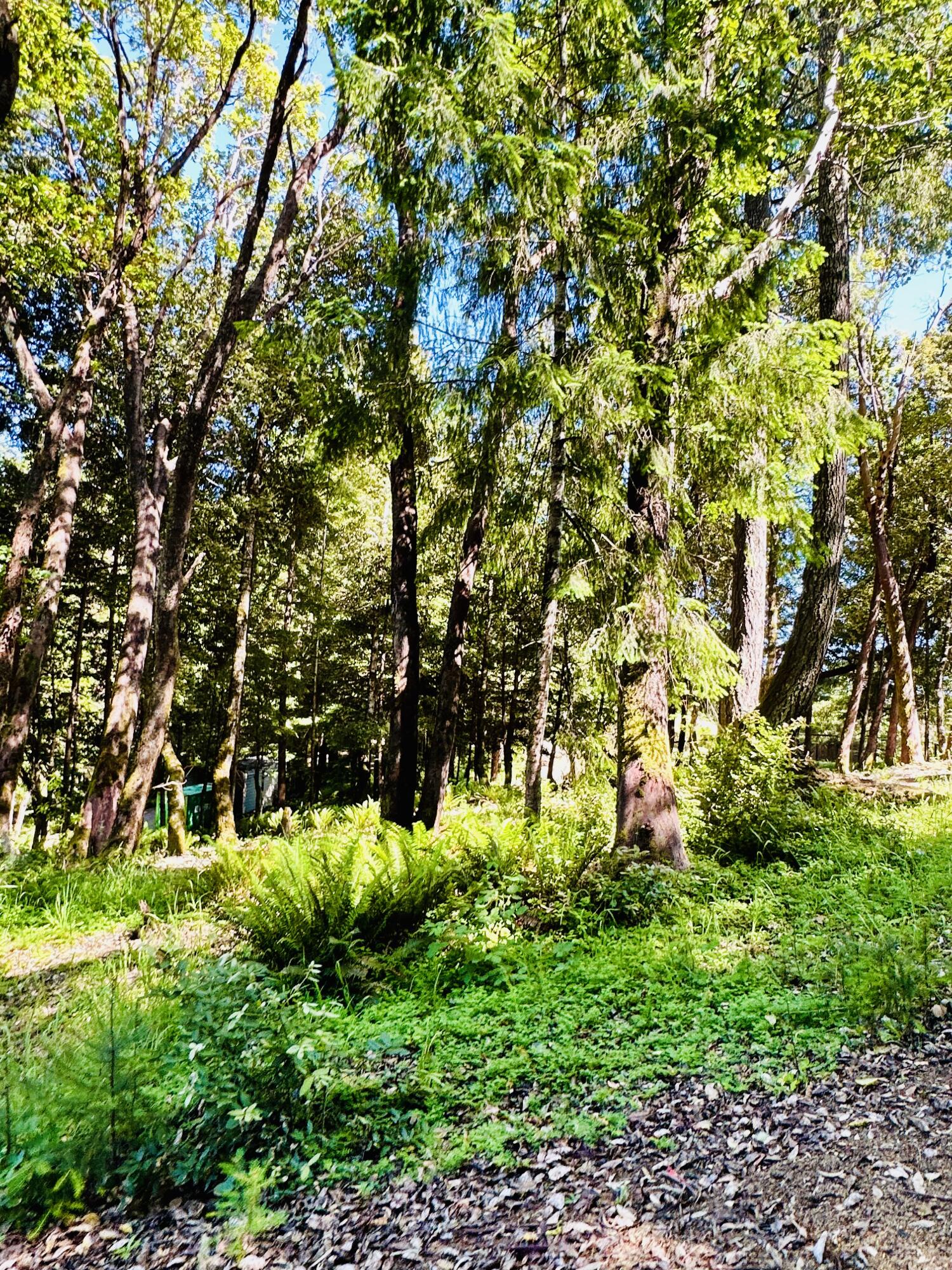 10667 Dyerville Loop Road