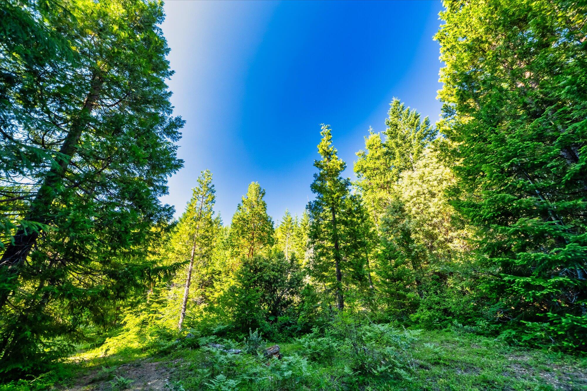 000 Bluff Creek Trail Road