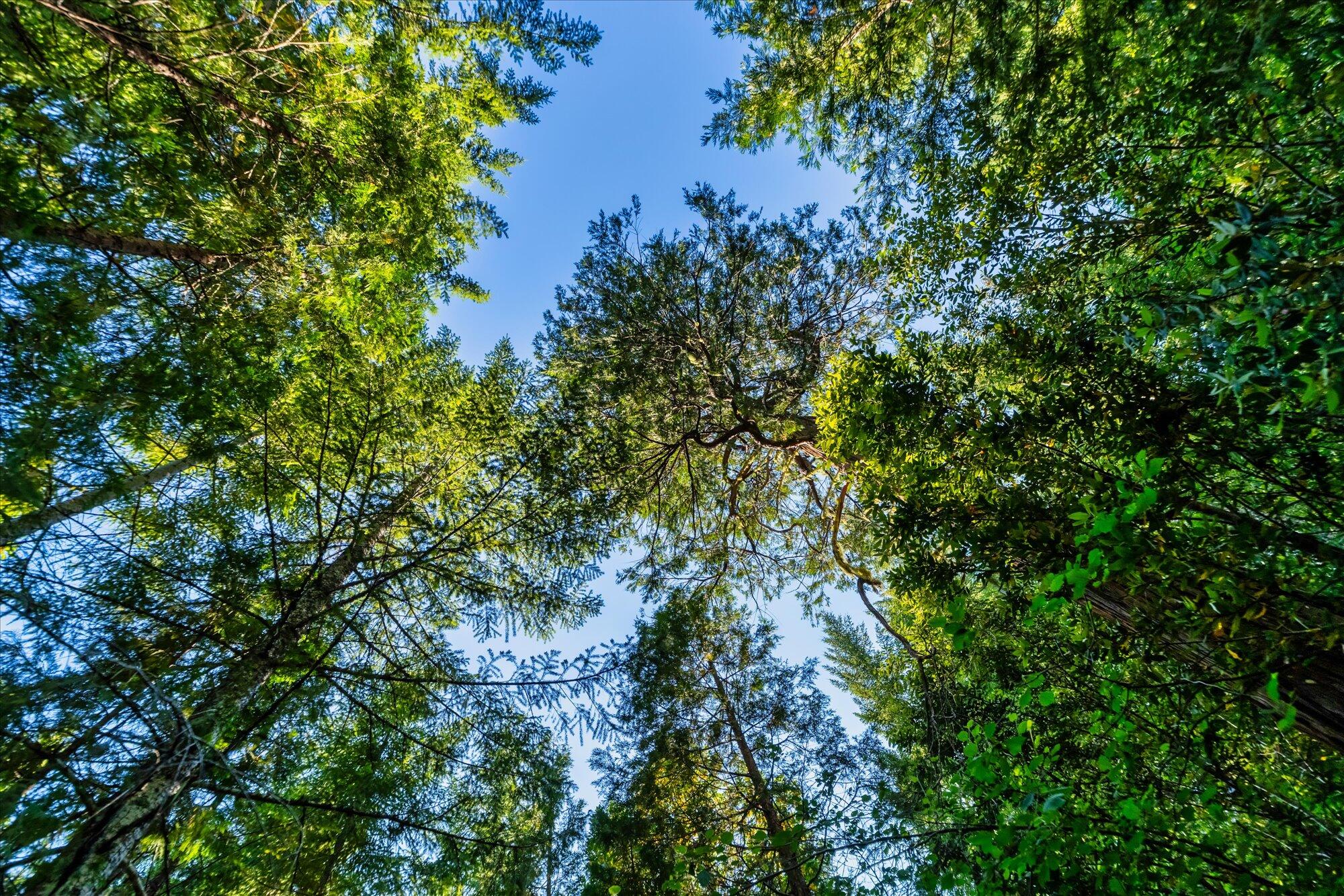 000 Bluff Creek Trail Road