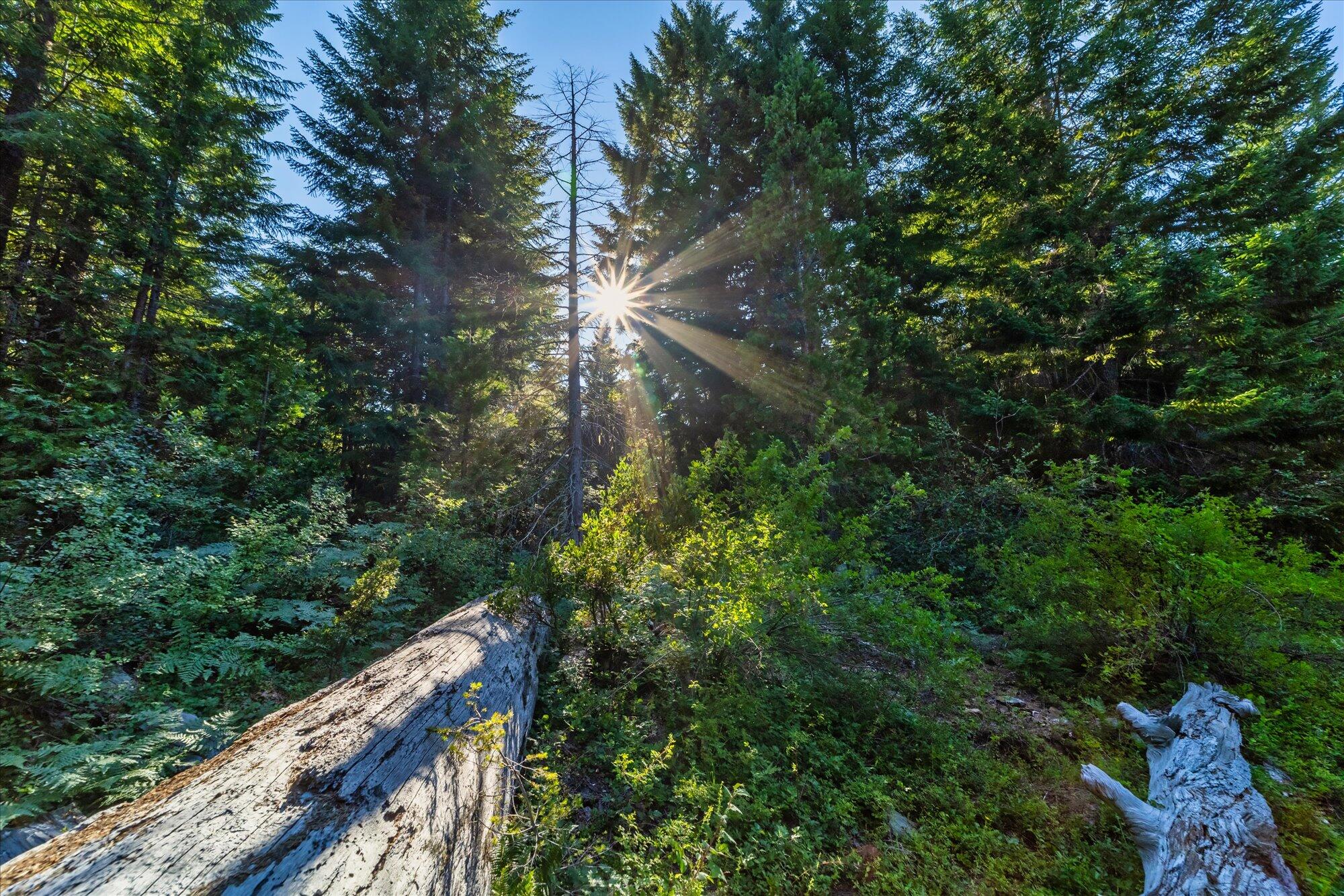 000 Bluff Creek Trail Road