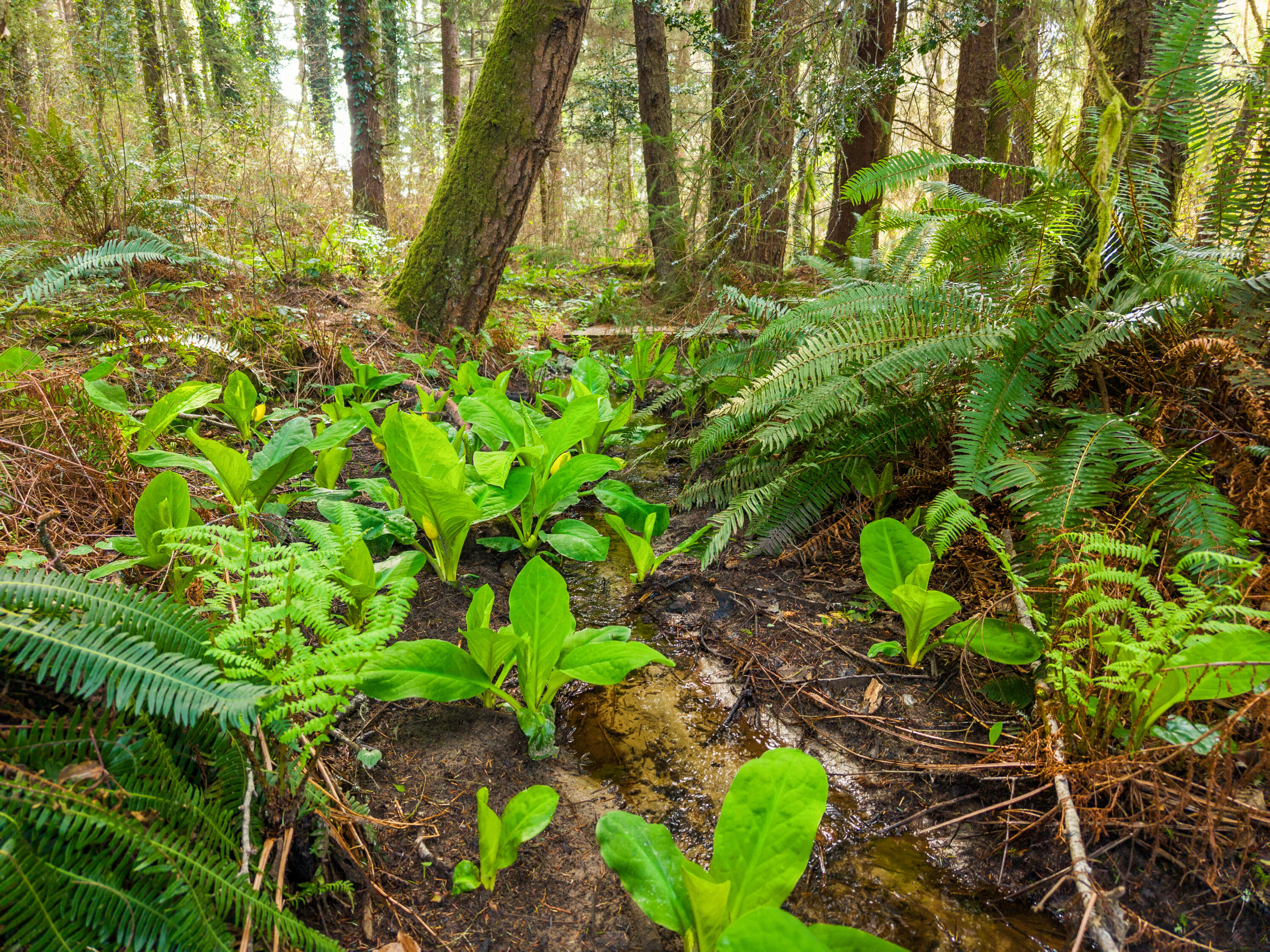 1896 Blake Road, McKinleyville