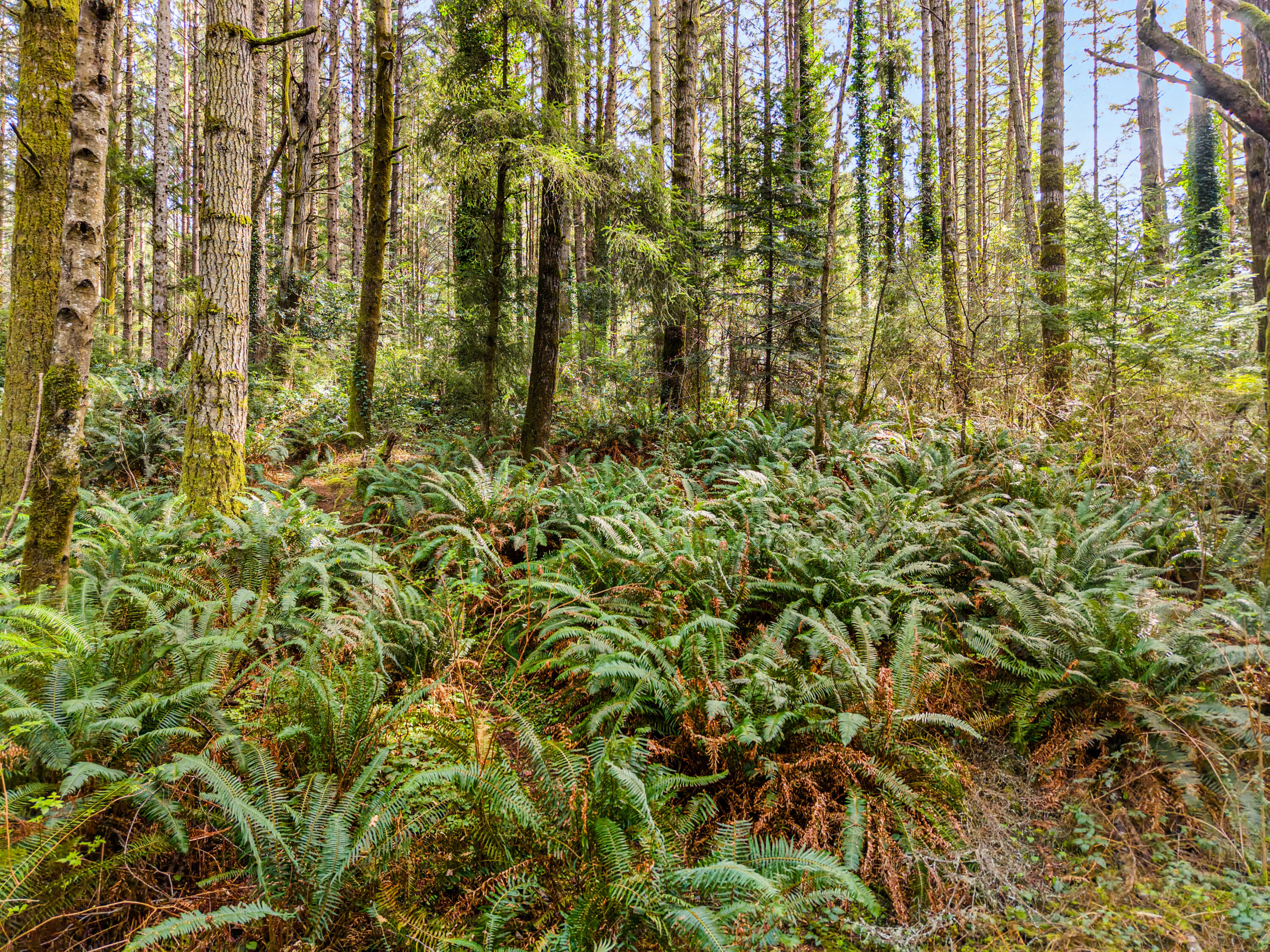 1896 Blake Road, McKinleyville