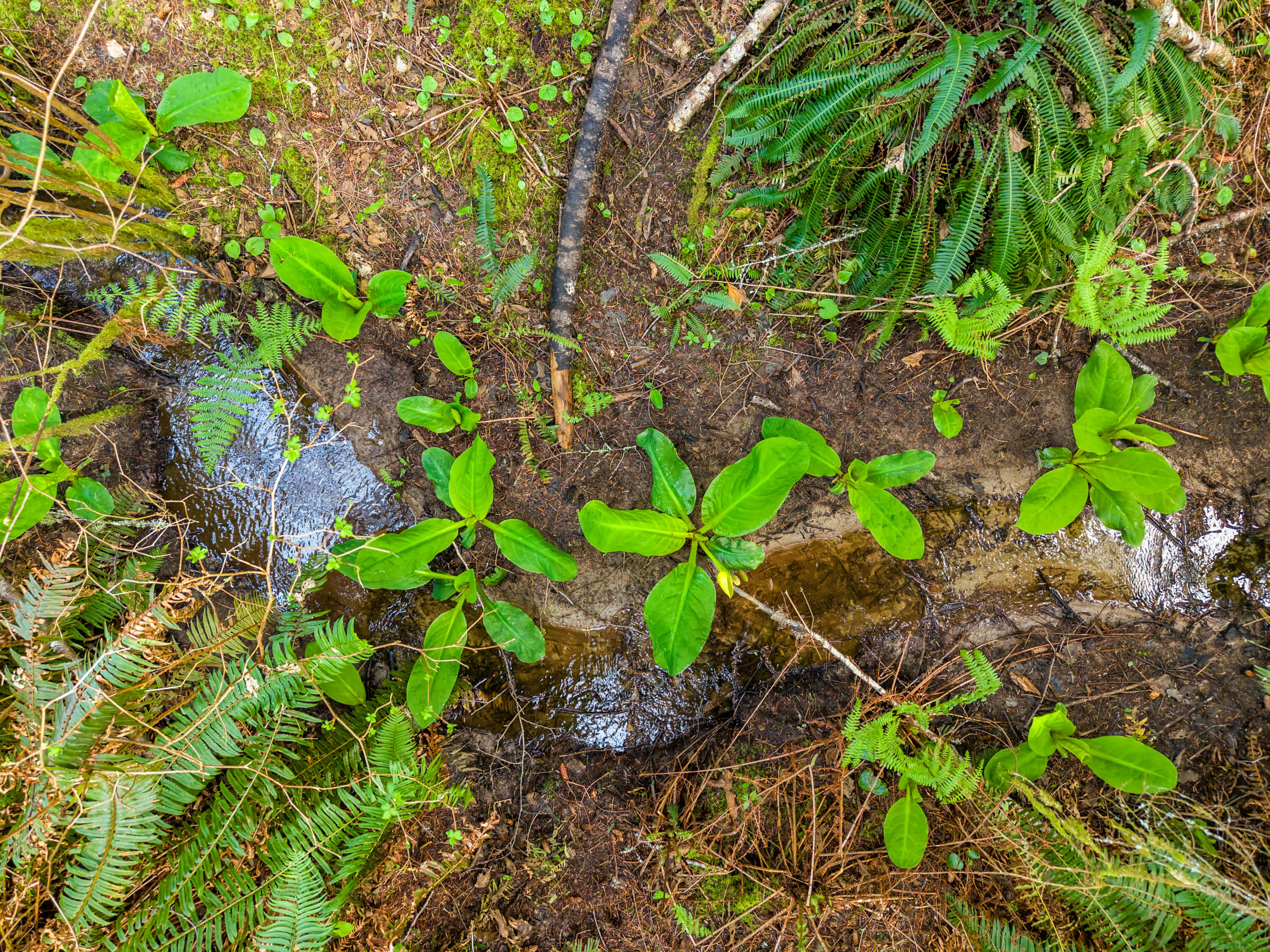 1896 Blake Road, McKinleyville