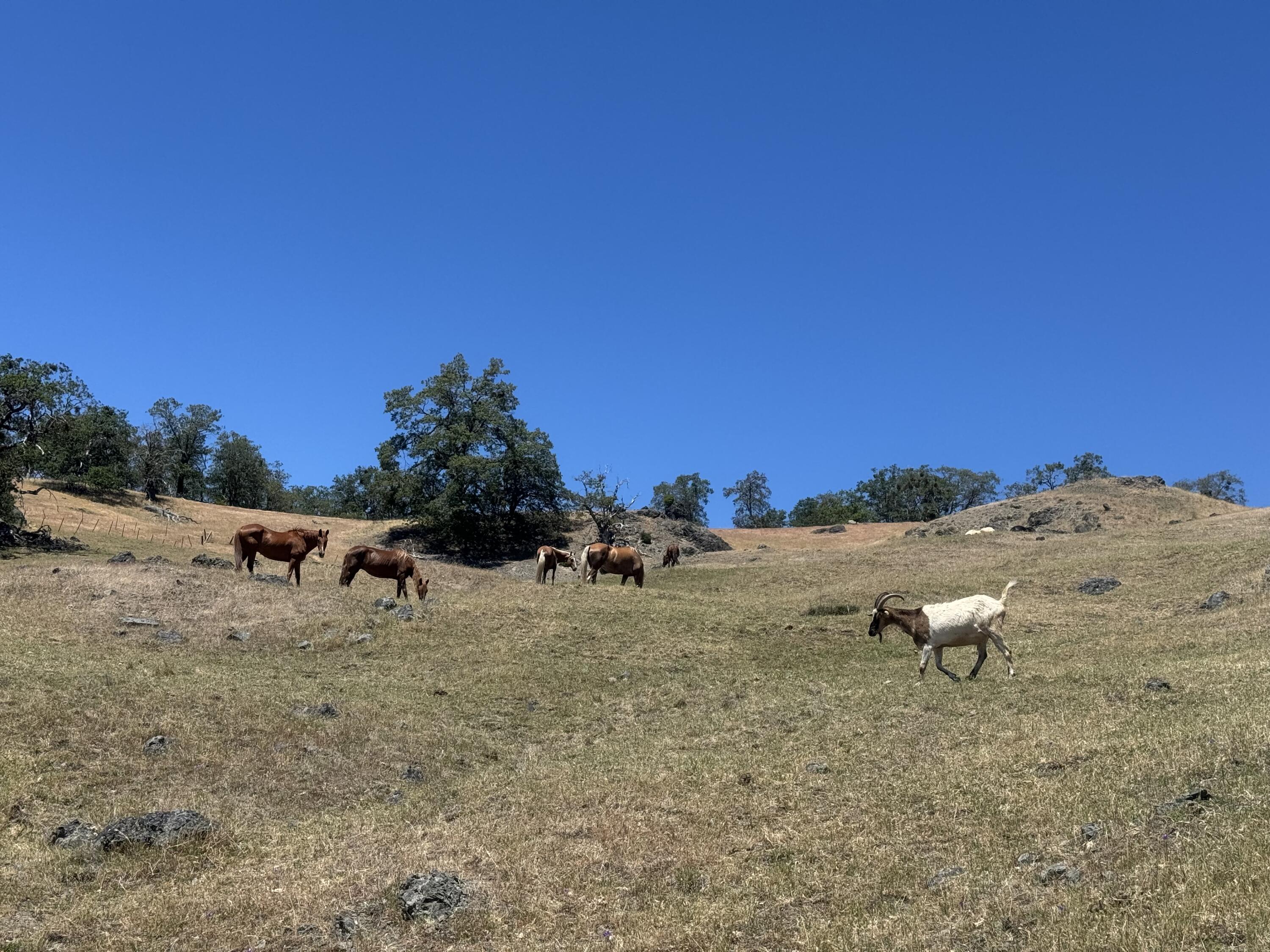 12575 Buck Mountain Road