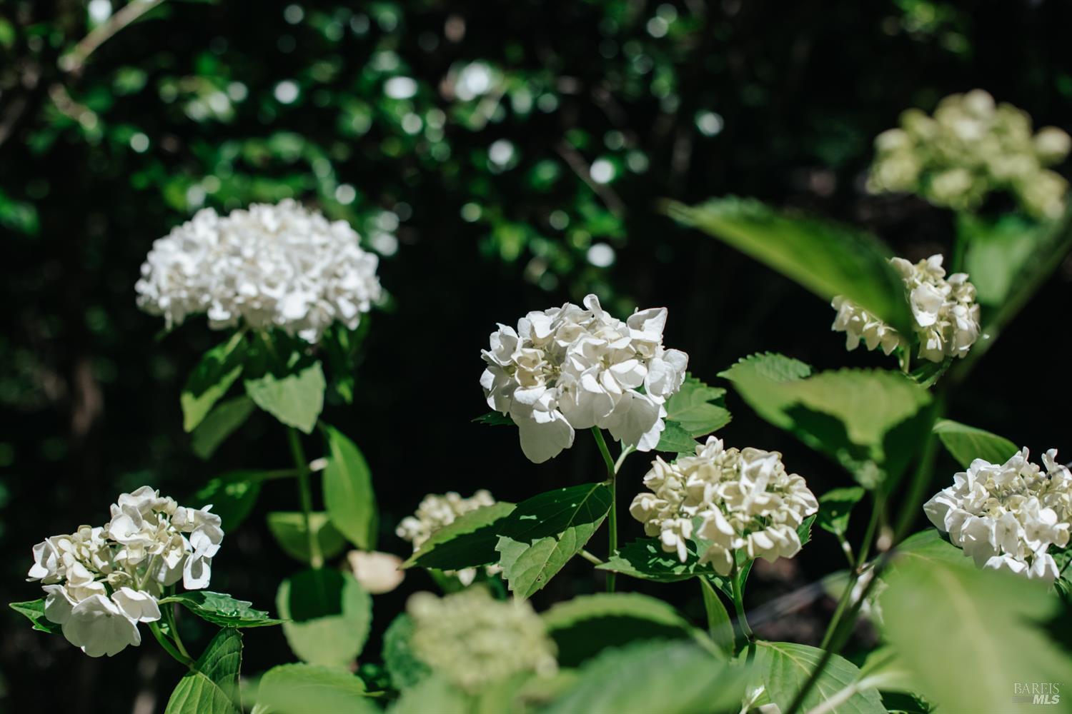 15521 Old Cazadero Road