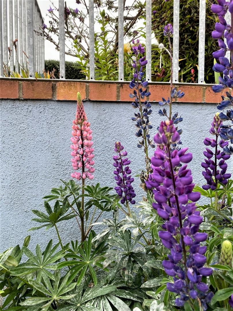 621 Mcclellan Avenue Studio