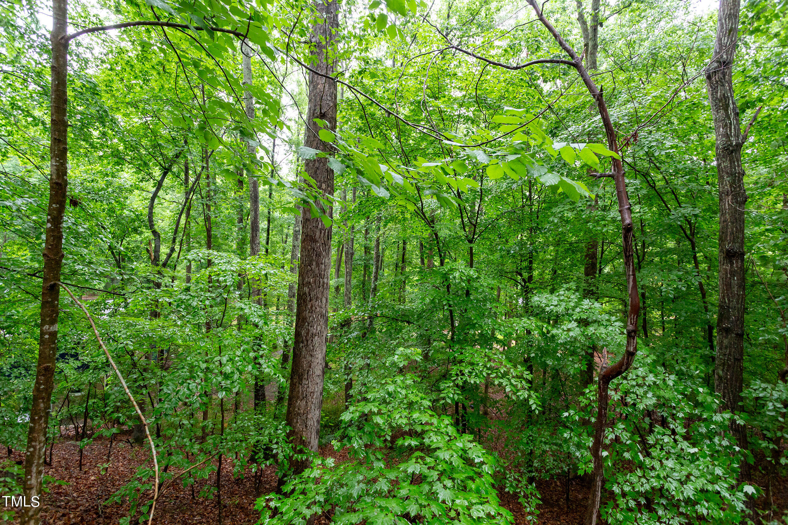 616 Beech Tree Court