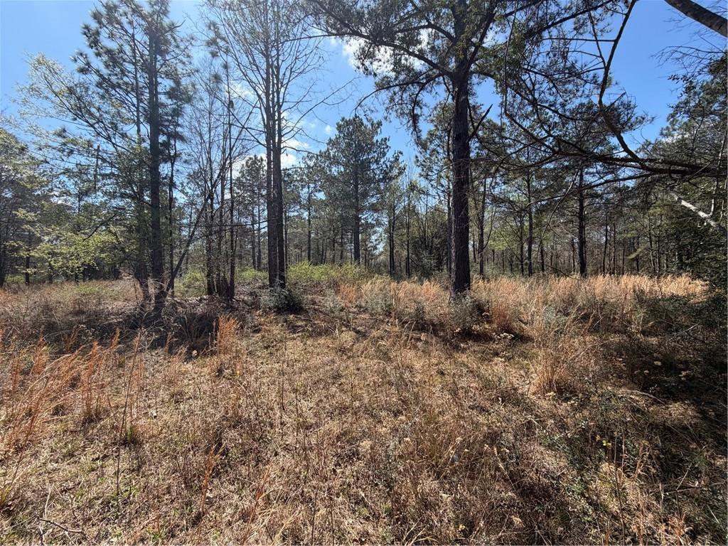 Lot 67 WARRIOR Trace