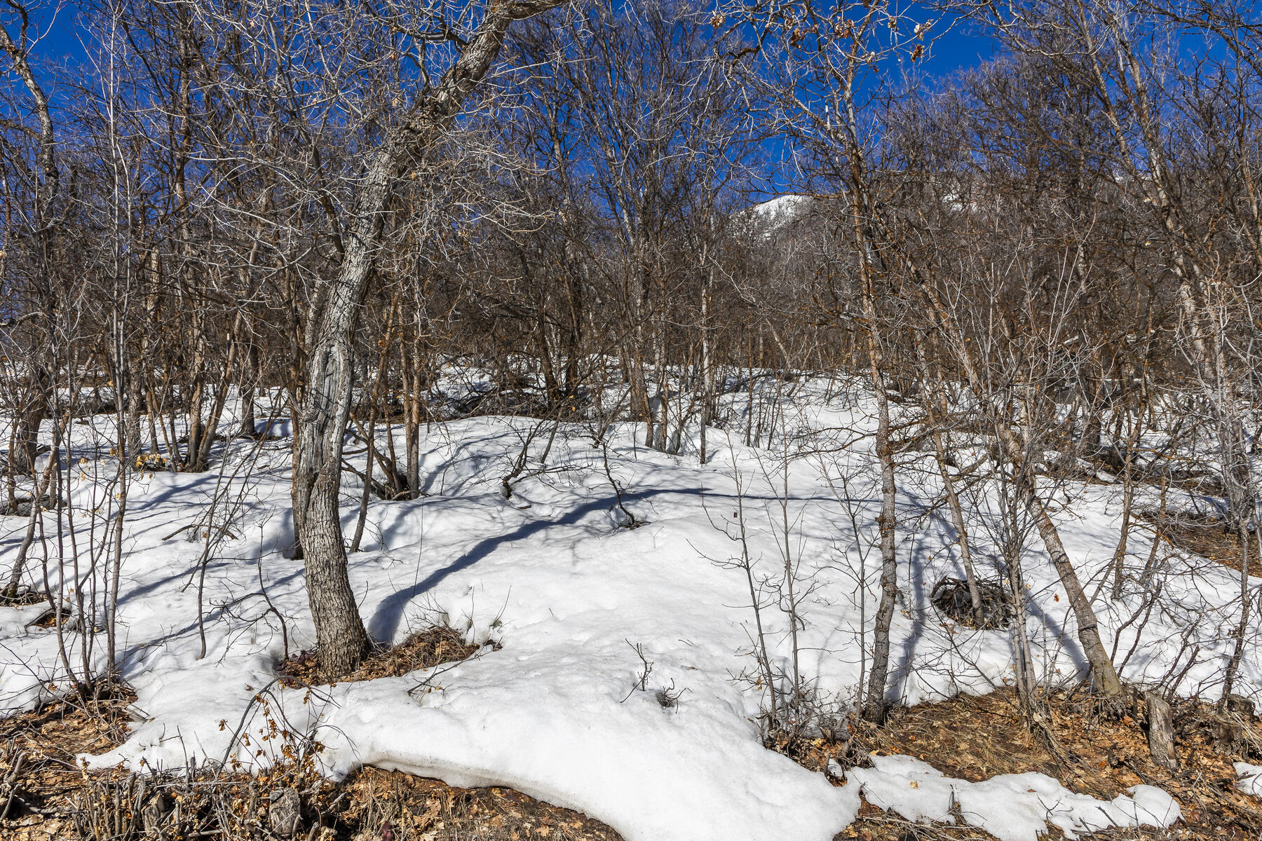 1195 Birch Dr, Lot 179