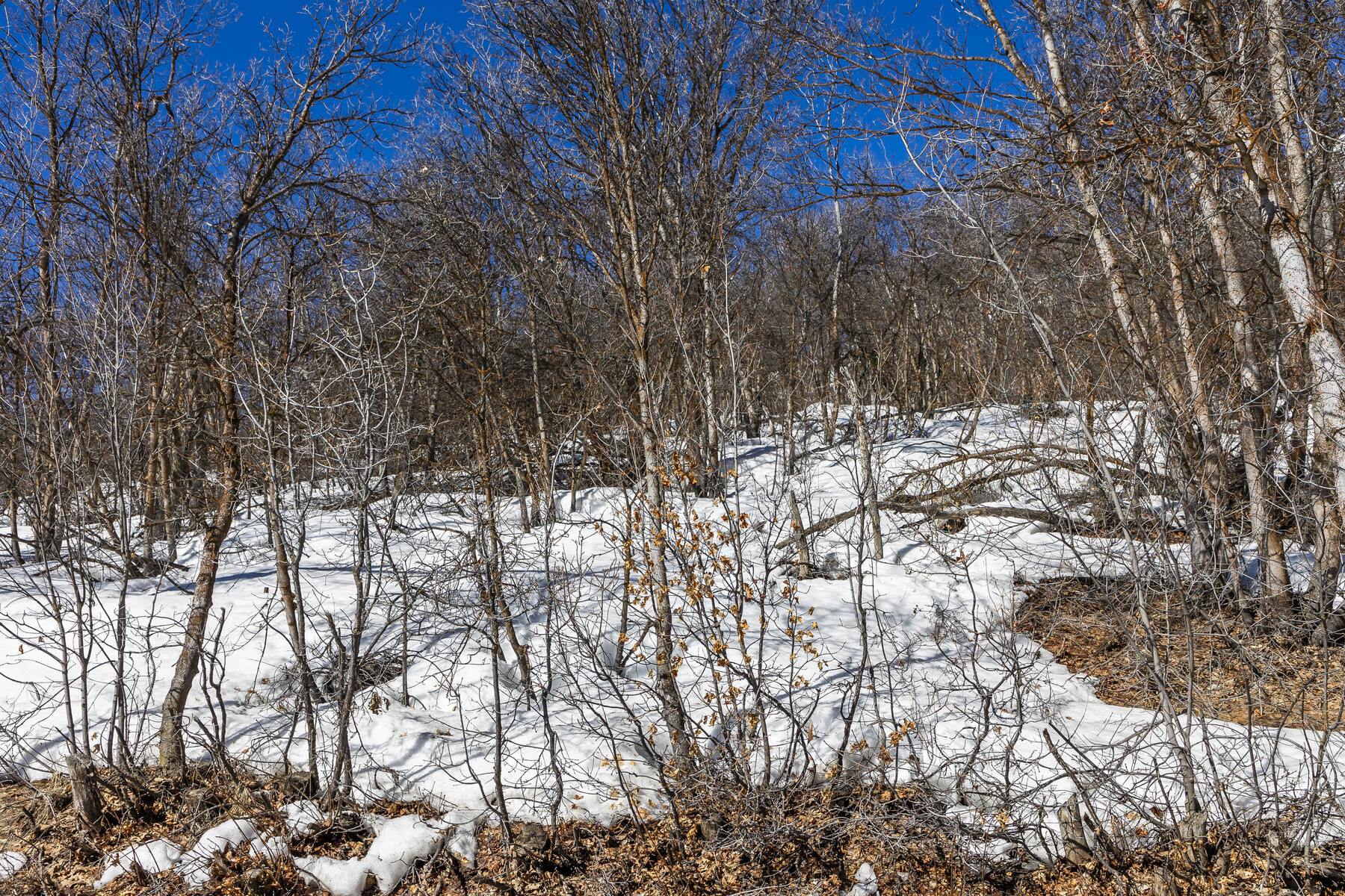 1195 Birch Dr, Lot 179