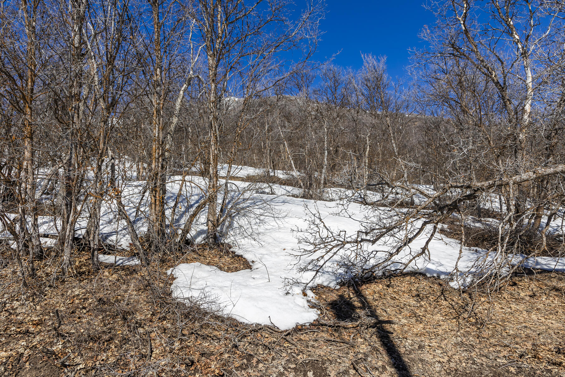 1195 Birch Dr, Lot 179