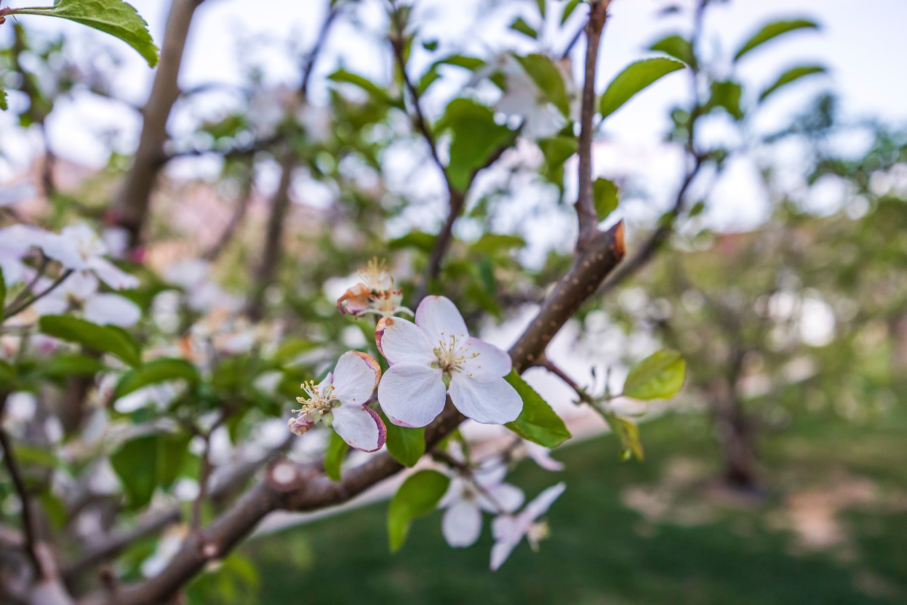 4739 W Snowflake Drive