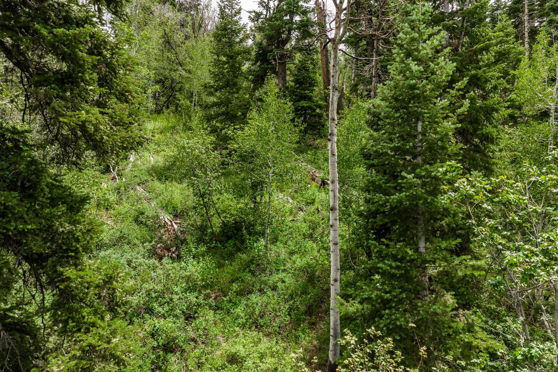2241 S Forest Meadow Road Lot 158