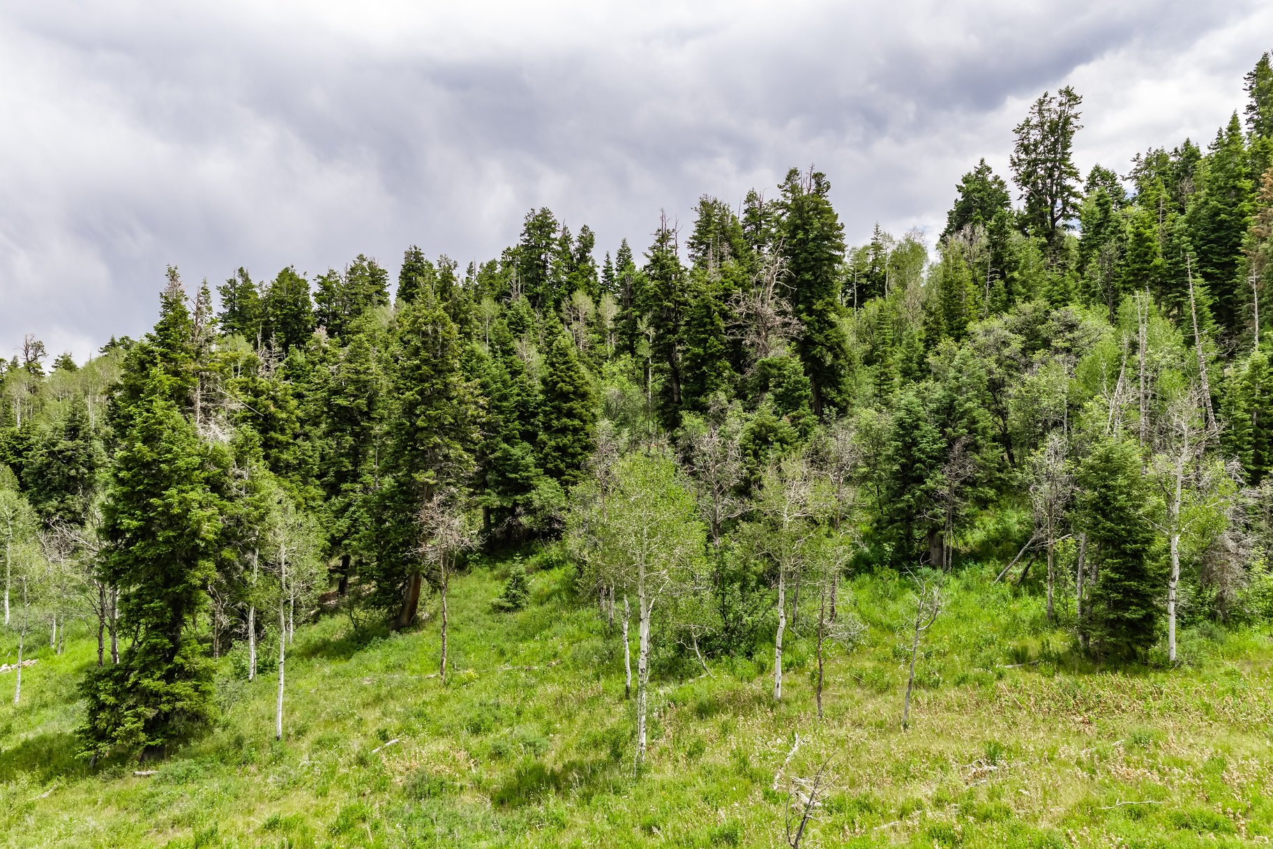 2241 S Forest Meadow Road Lot 158