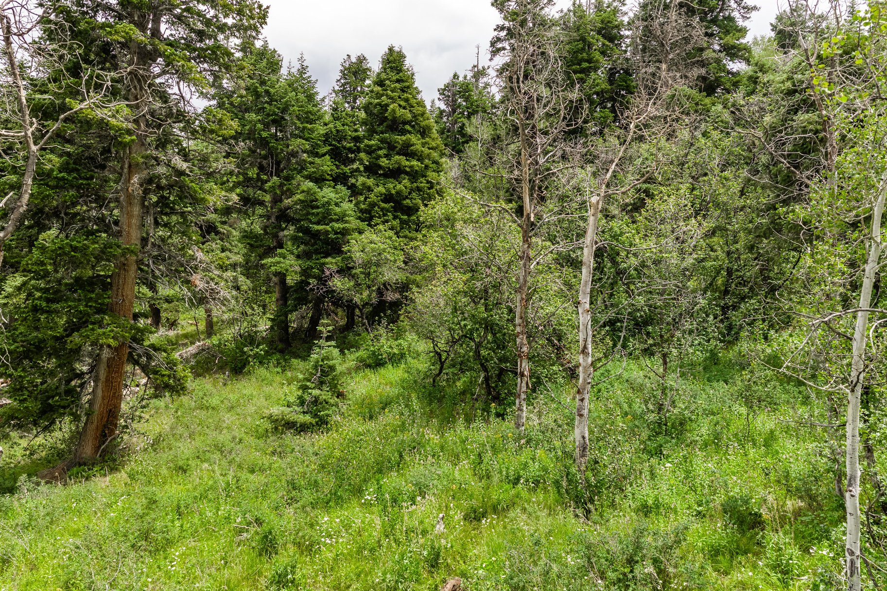 2241 S Forest Meadow Road Lot 158