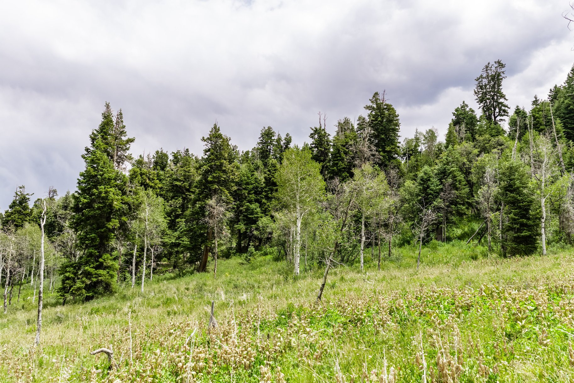 2241 S Forest Meadow Road Lot 158