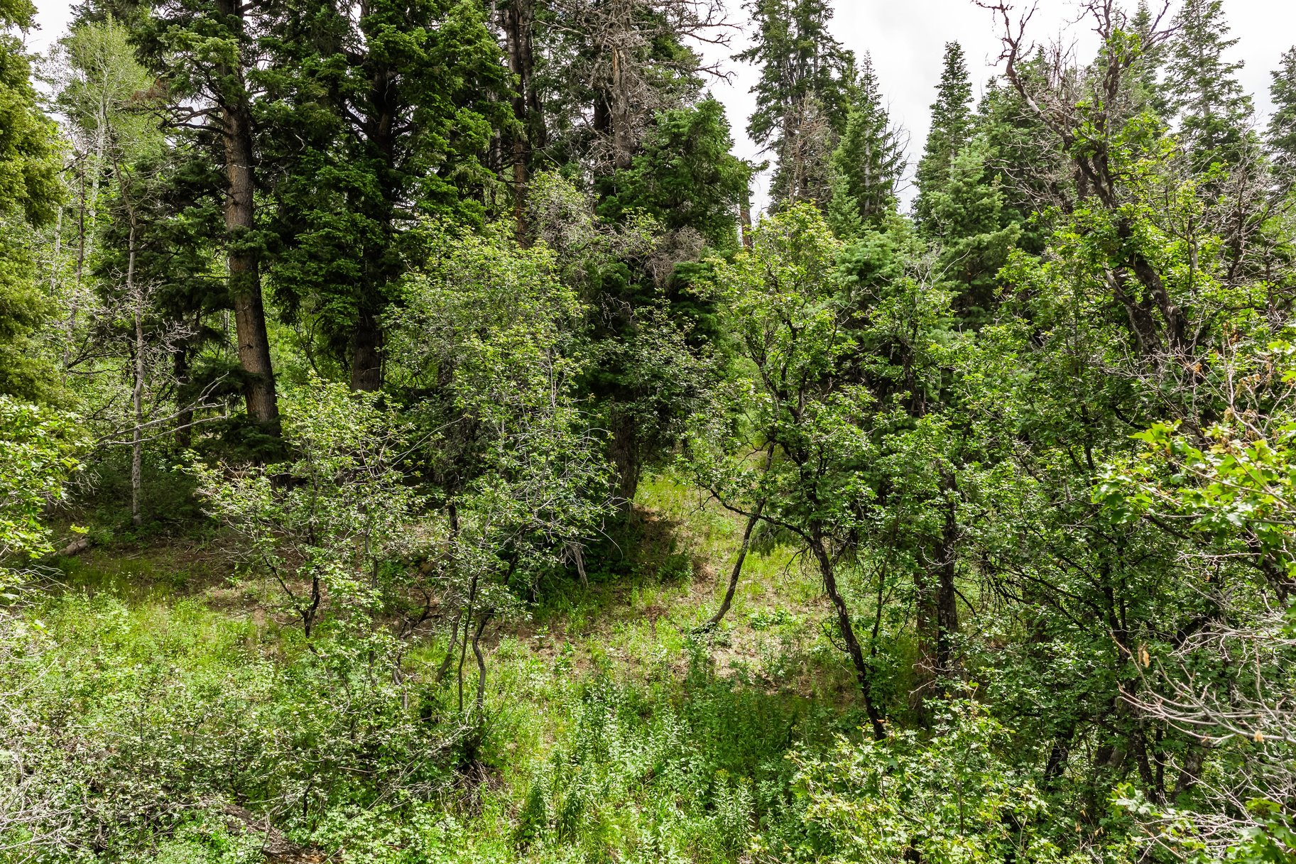 2241 S Forest Meadow Road Lot 158