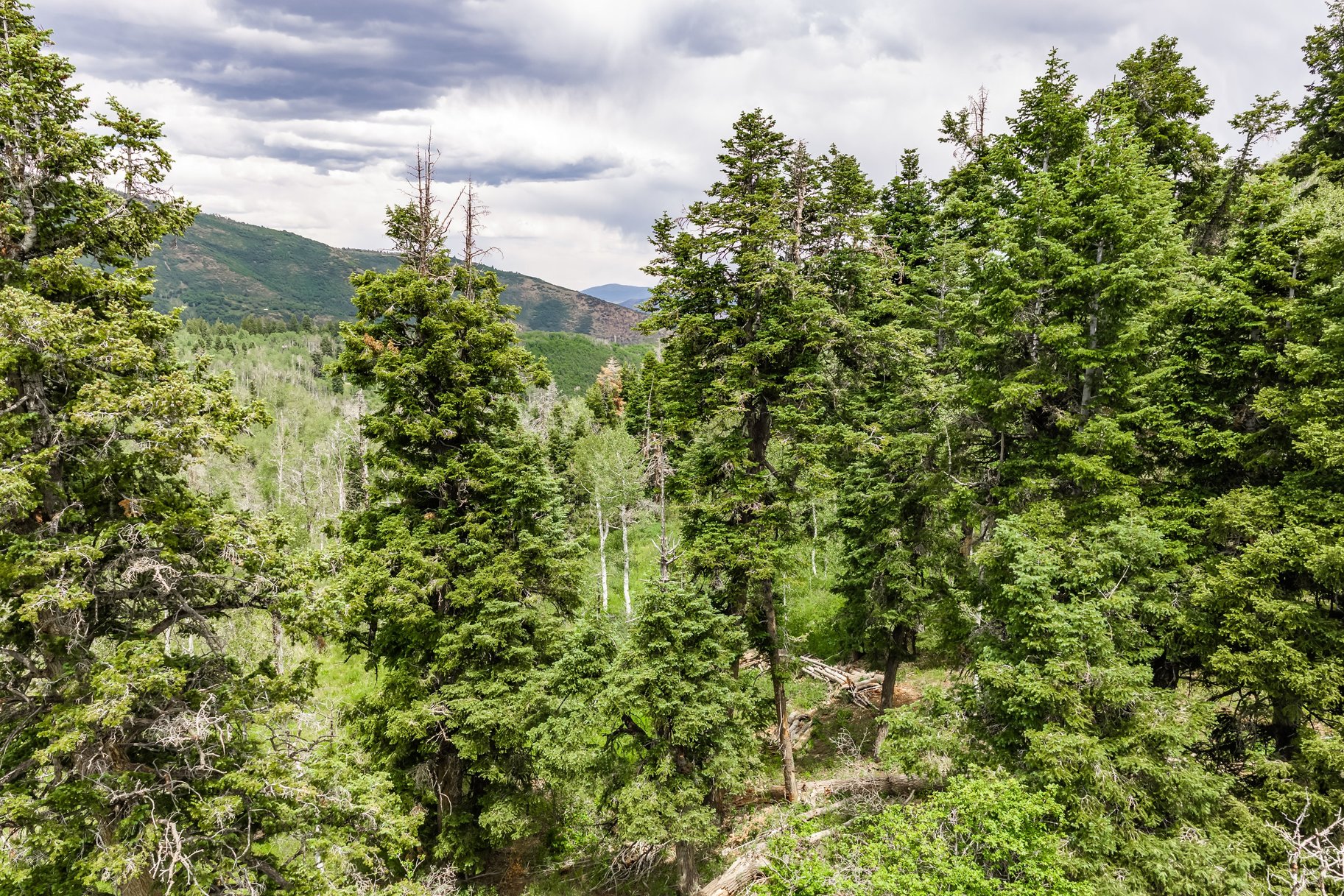 2241 S Forest Meadow Road Lot 158