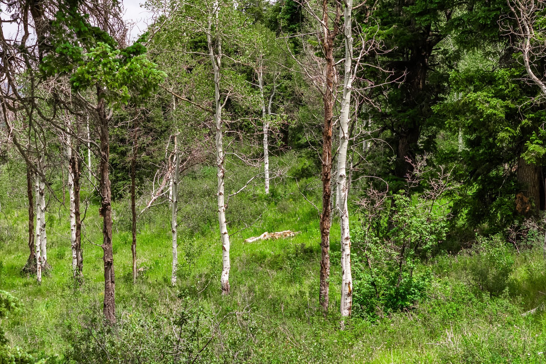 2241 S Forest Meadow Road Lot 158