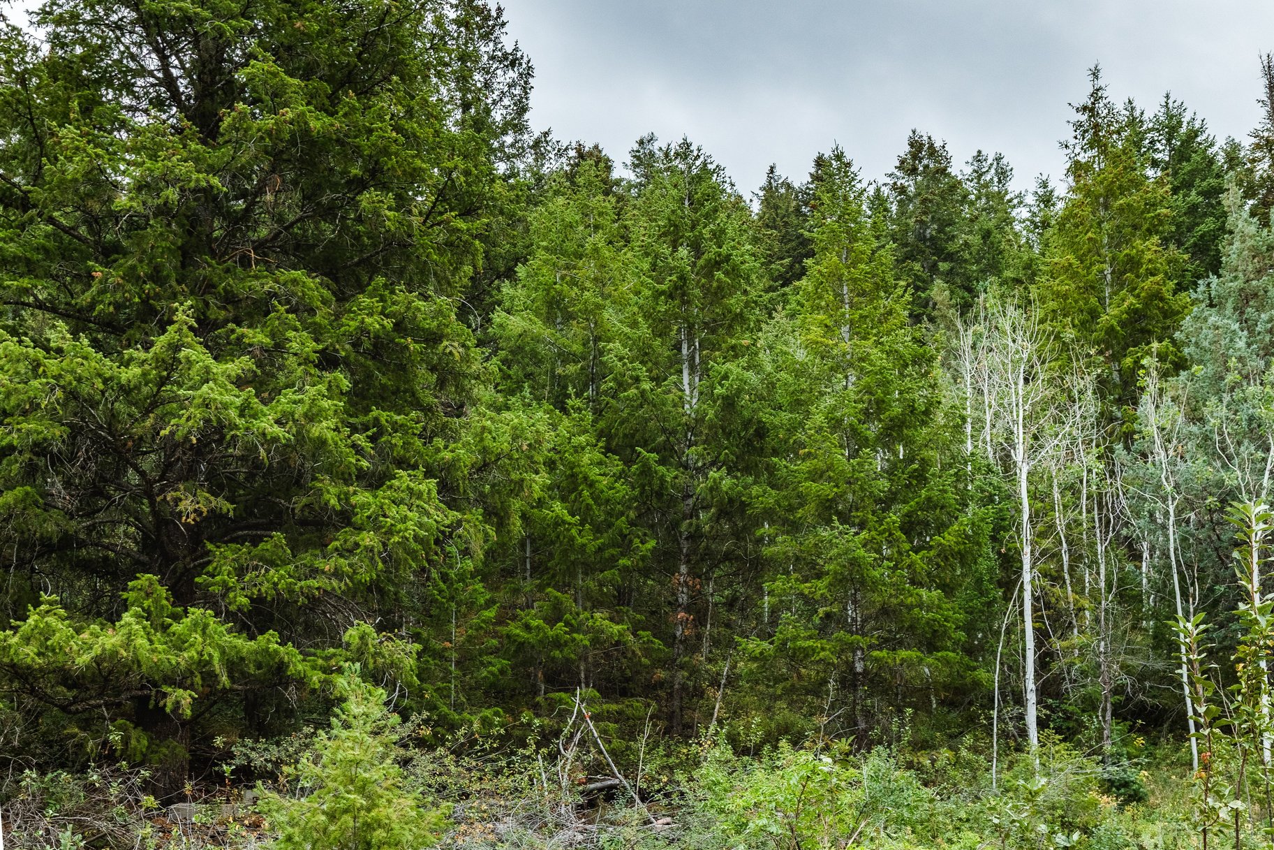 3716 Chokecherry Lane Lot 343