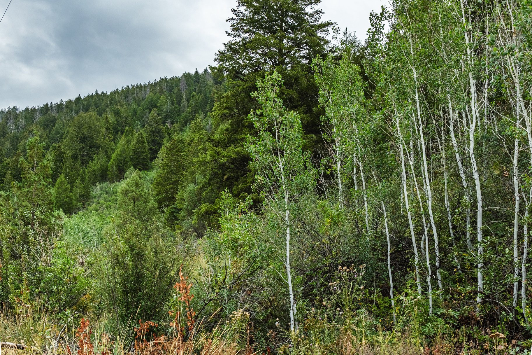 3716 Chokecherry Lane Lot 343