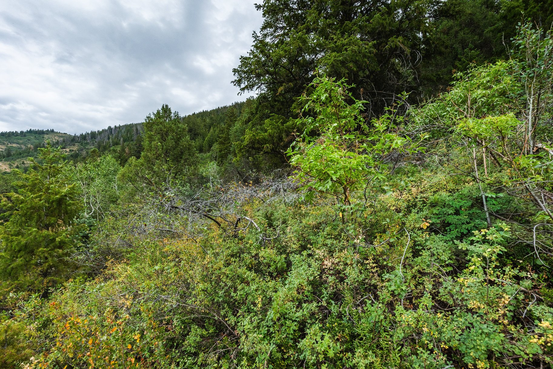 3716 Chokecherry Lane Lot 343