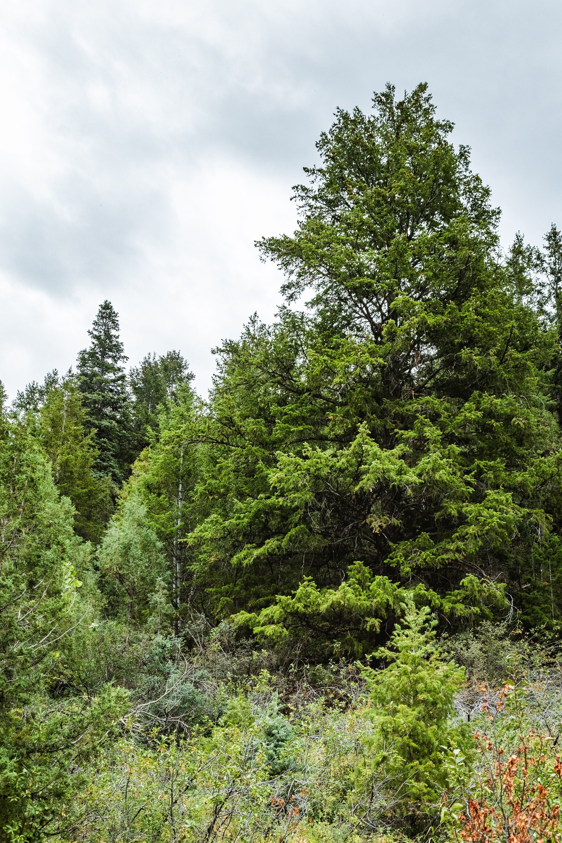3716 Chokecherry Lane Lot 343