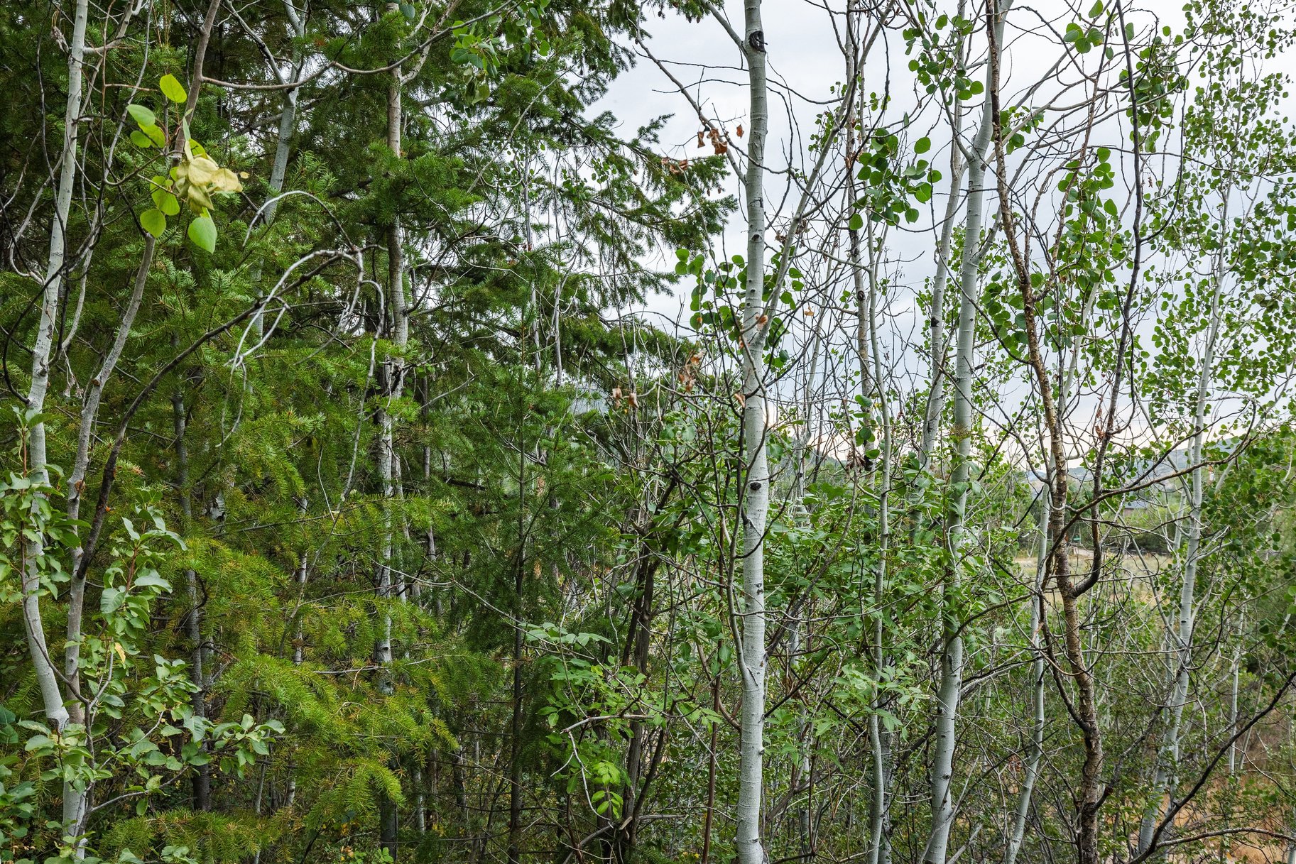 3716 Chokecherry Lane Lot 343