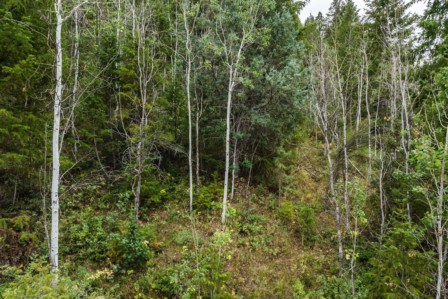 3716 Chokecherry Lane Lot 343